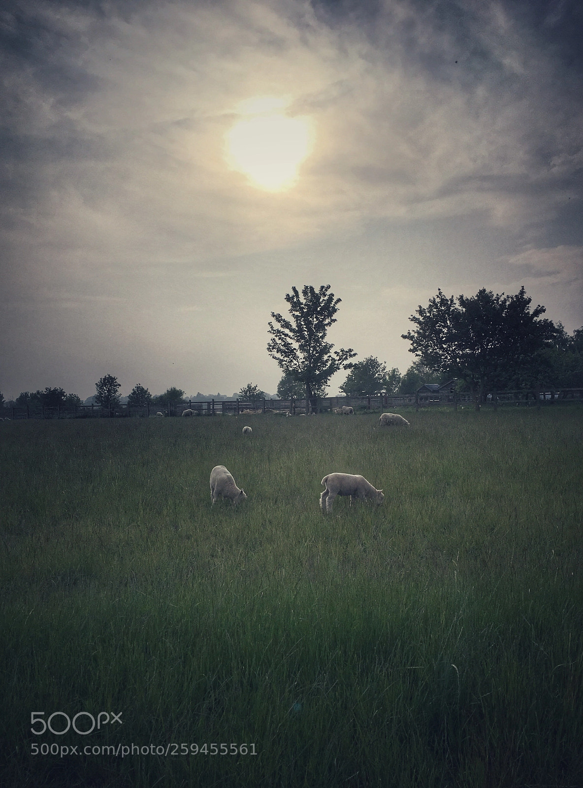 Apple iPhone 6s sample photo. Pastoral lowlights photography