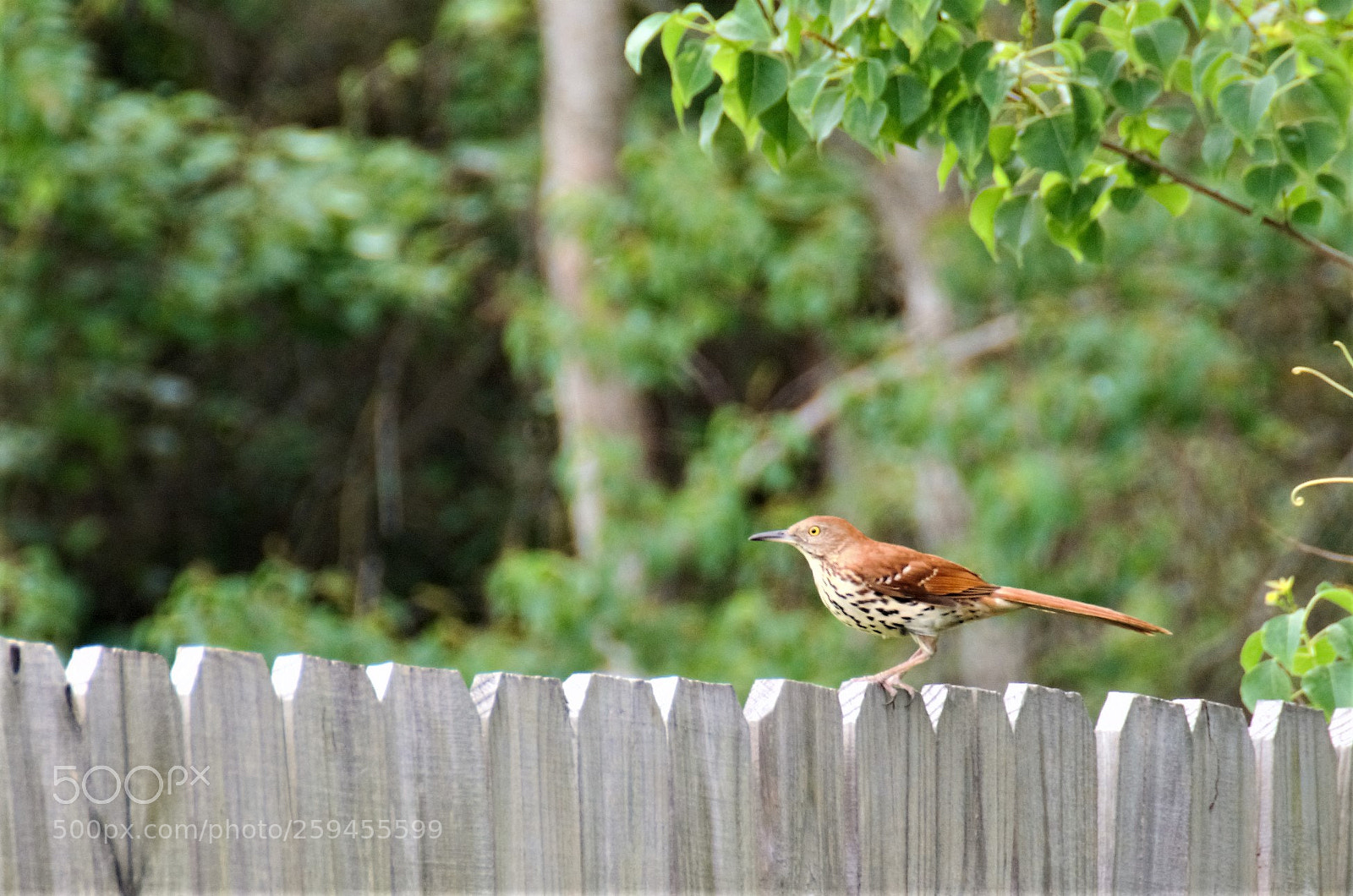 Nikon D7000 sample photo. Backyard birdy photography