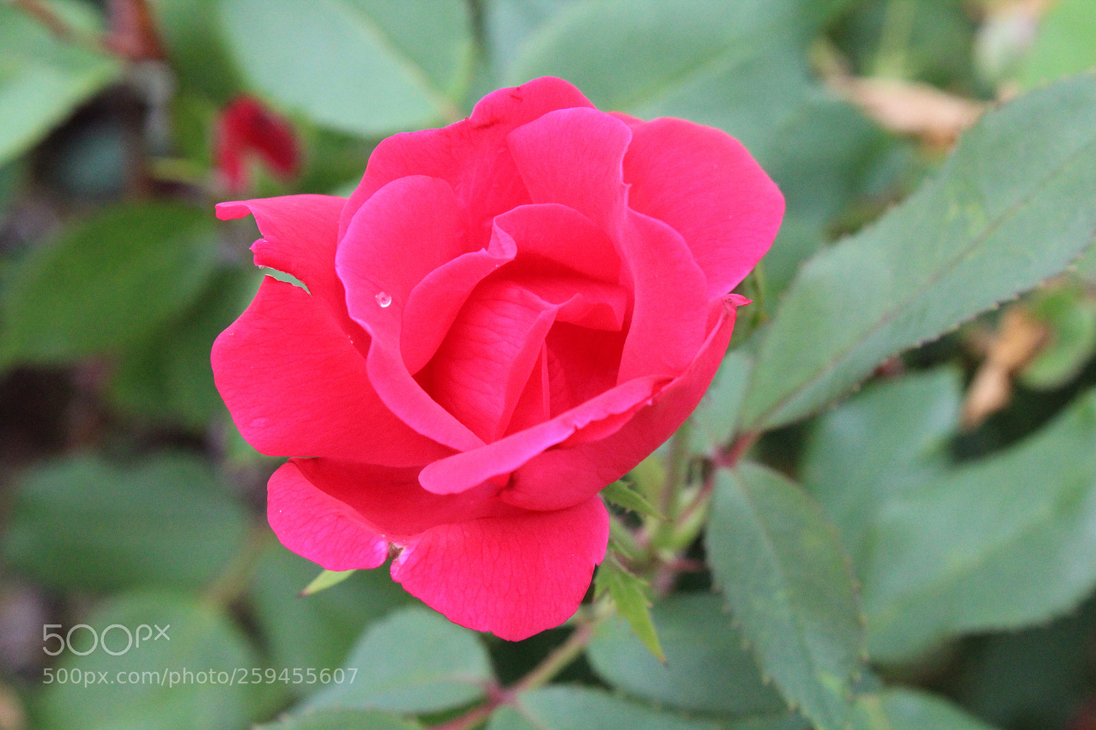 Canon EOS 1300D (EOS Rebel T6 / EOS Kiss X80) sample photo. After the rain photography