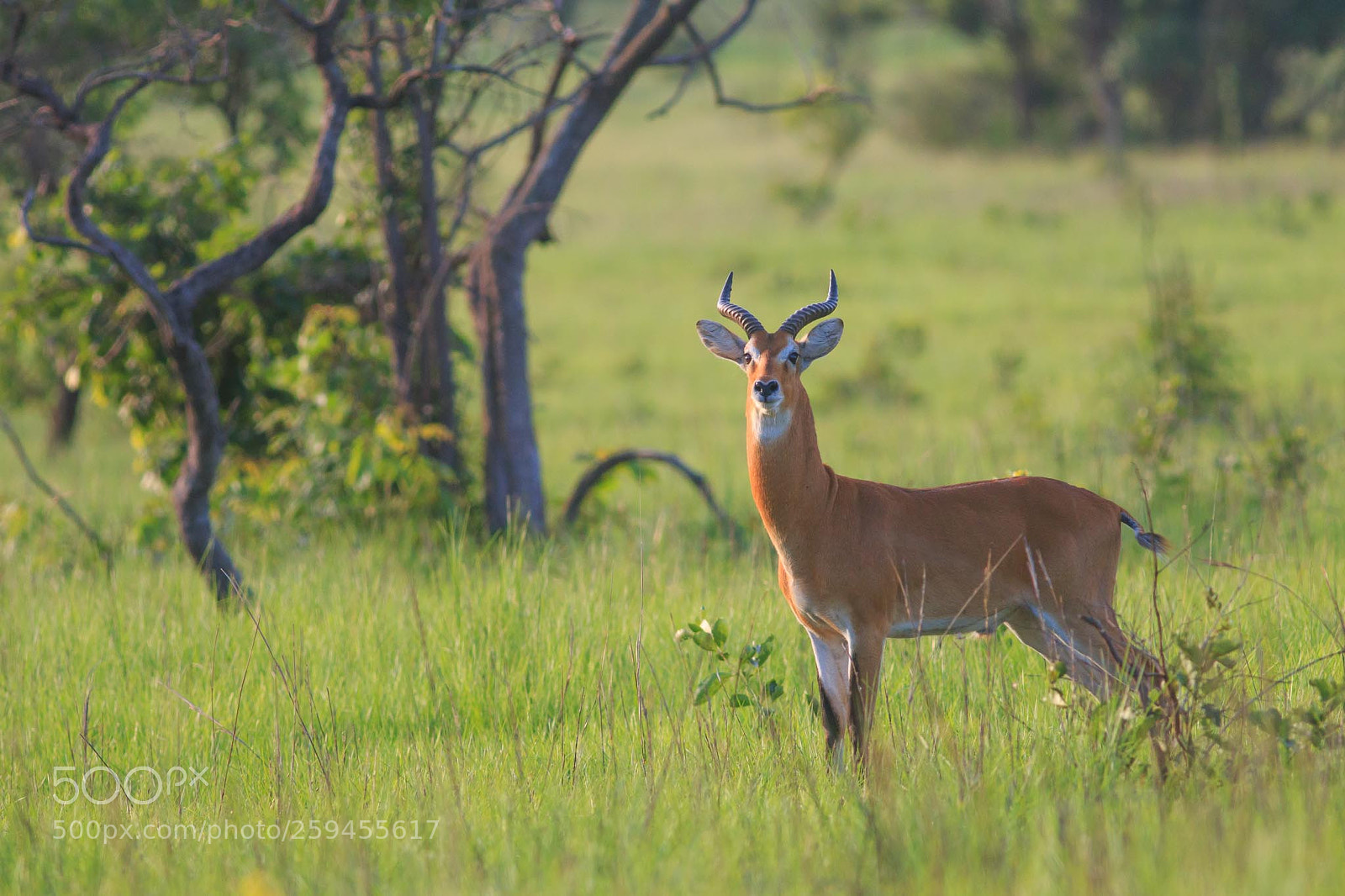 Canon EOS 70D sample photo. Deer in the wild photography