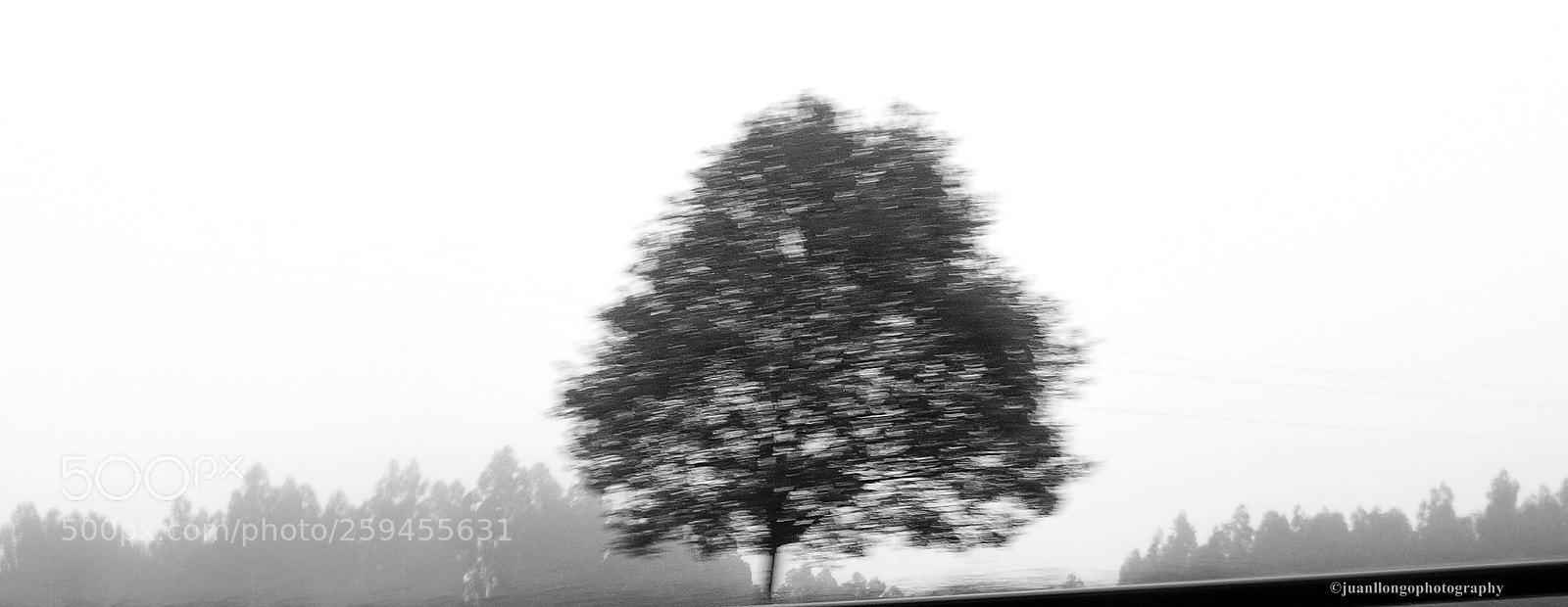 Olympus E-520 (EVOLT E-520) sample photo. Arbol - tree photography