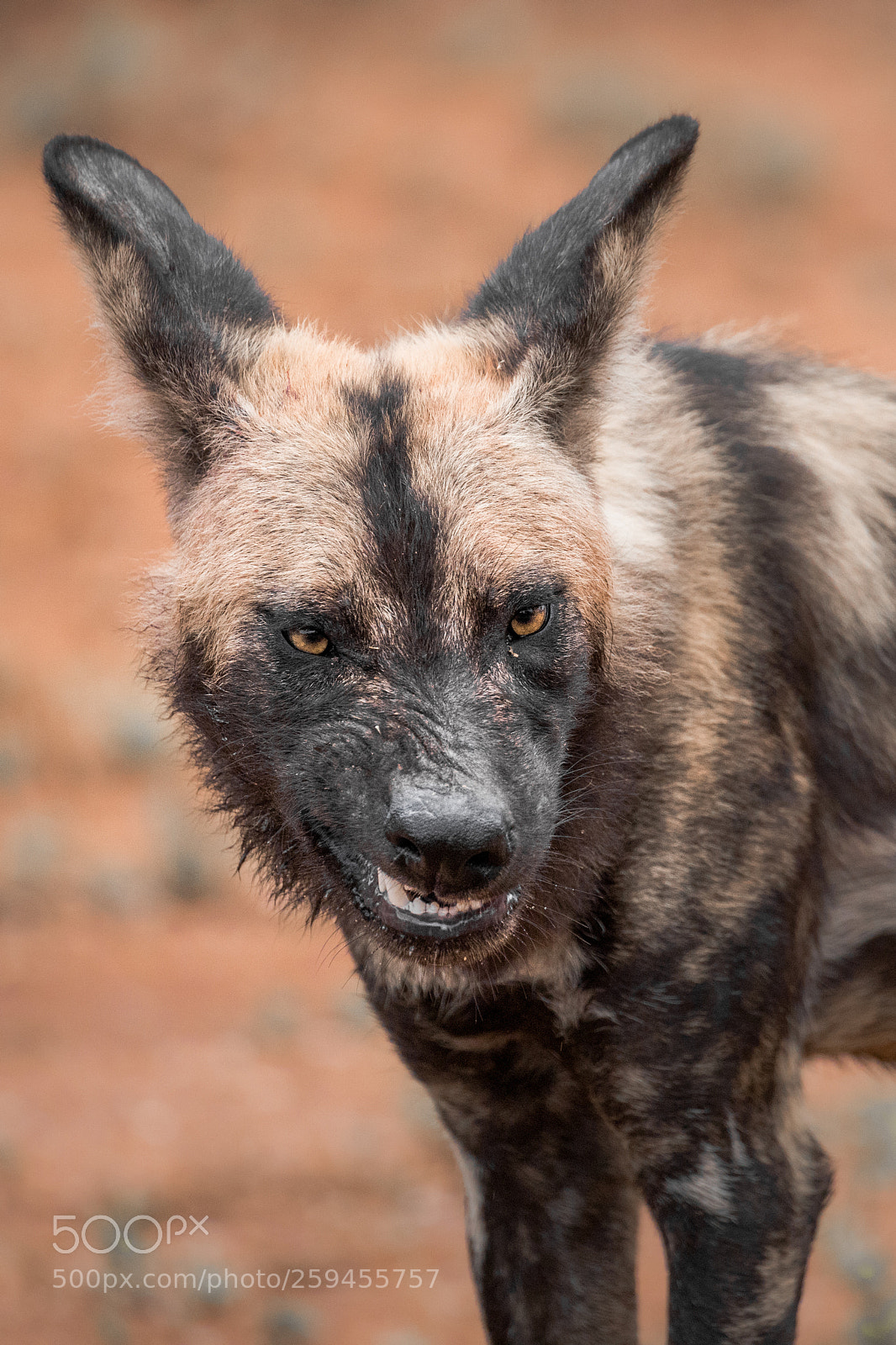 Canon EOS 5D Mark IV sample photo. Beware, dogs photography