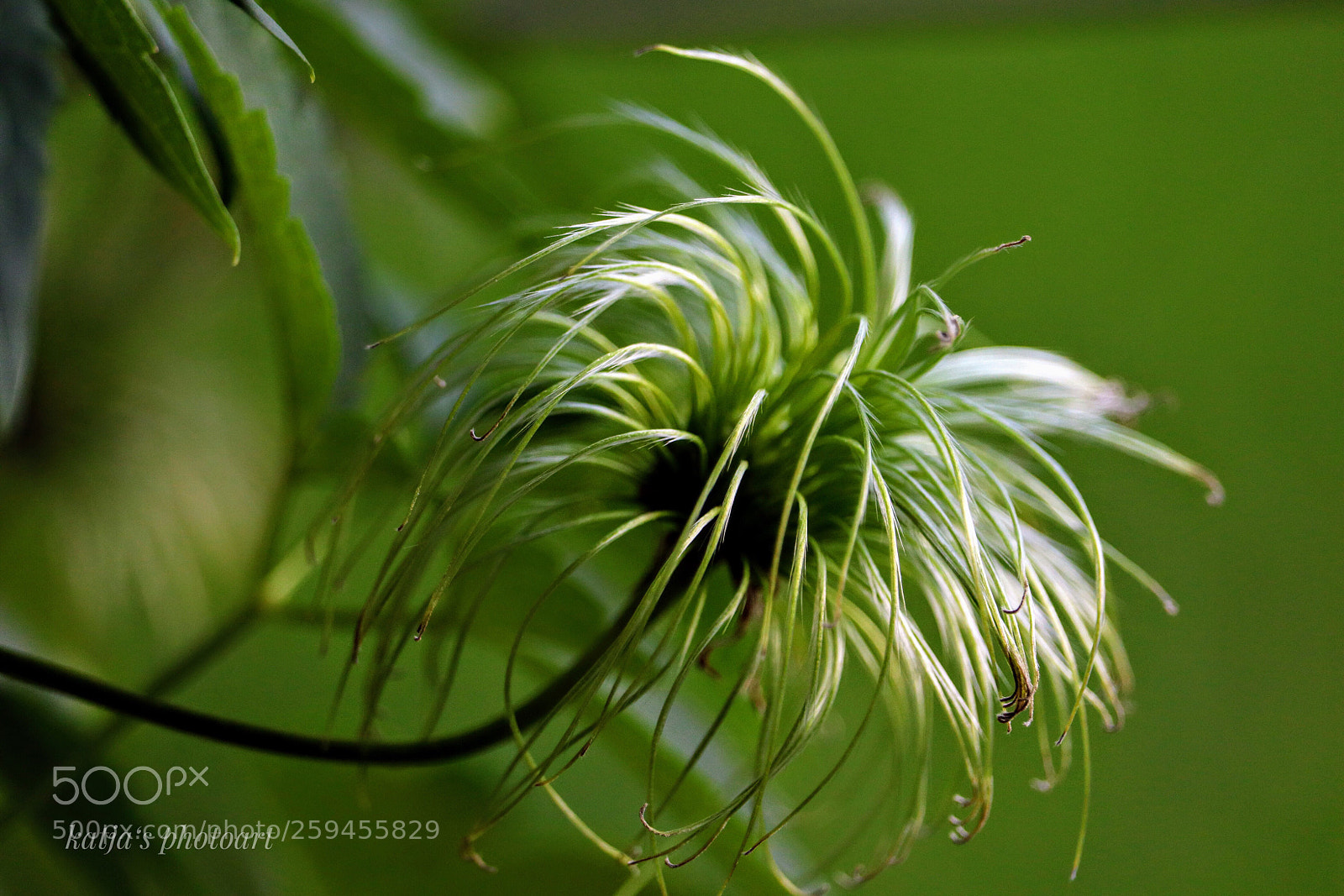 Canon EOS 80D sample photo. Nach der blüte photography