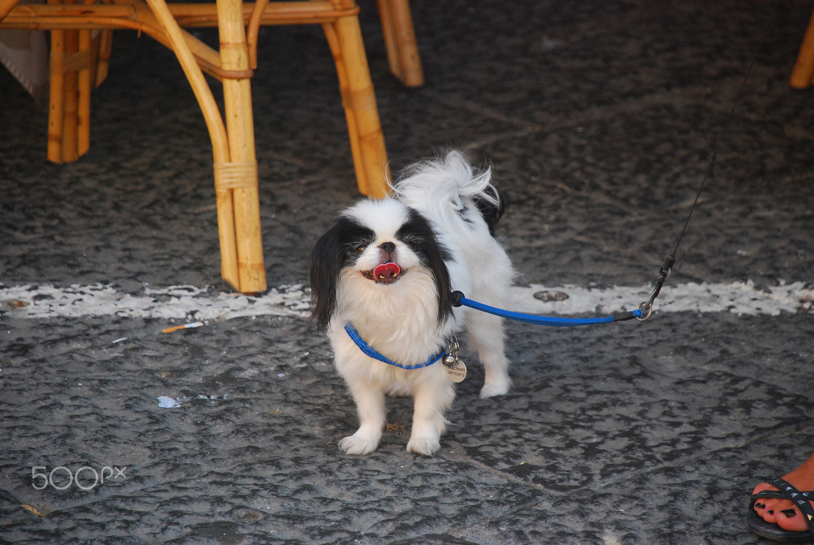 Nikon D80 sample photo. Sorrento dog photography