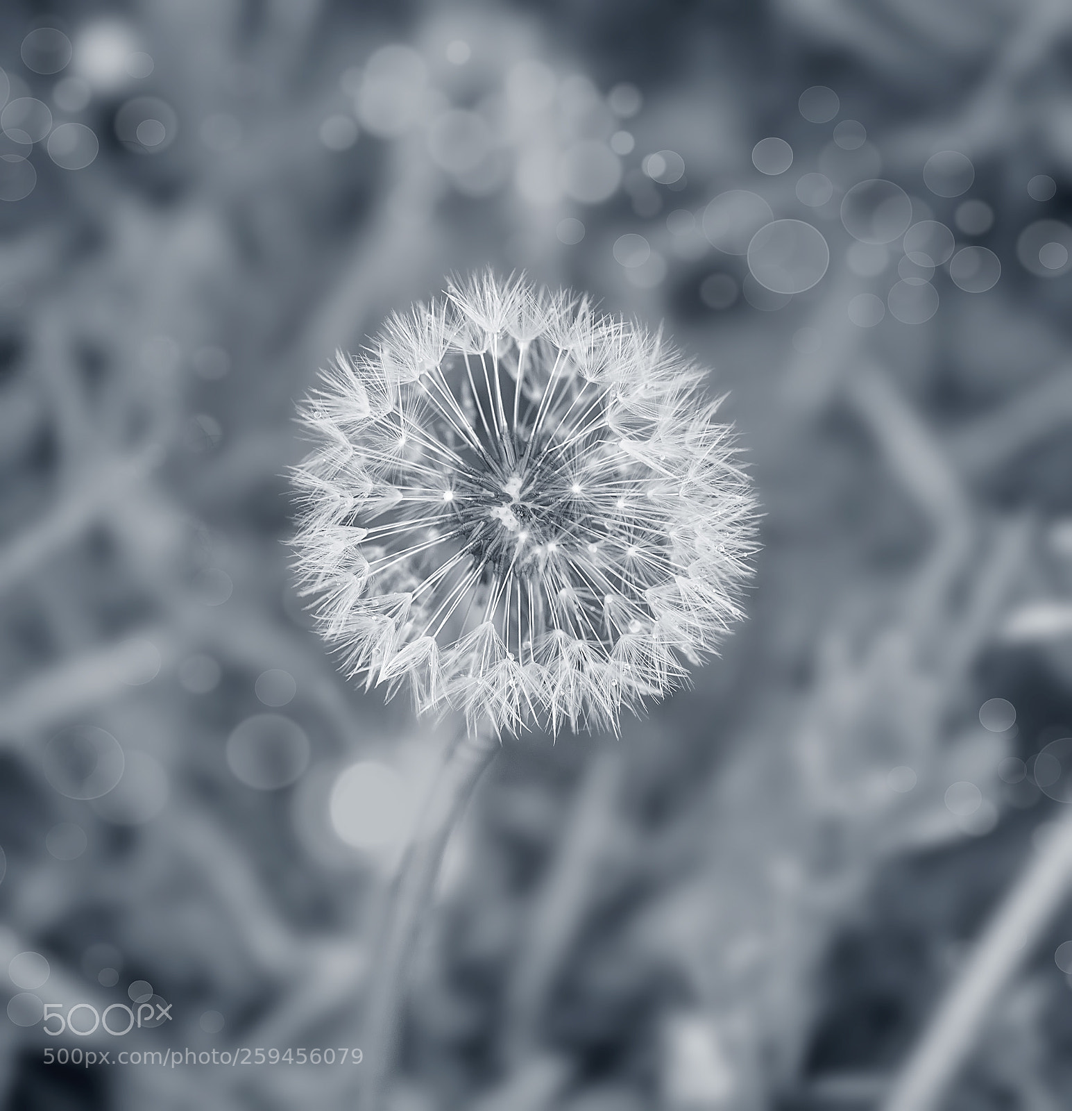 Canon EOS 5D Mark II sample photo. Dandelions are not that photography
