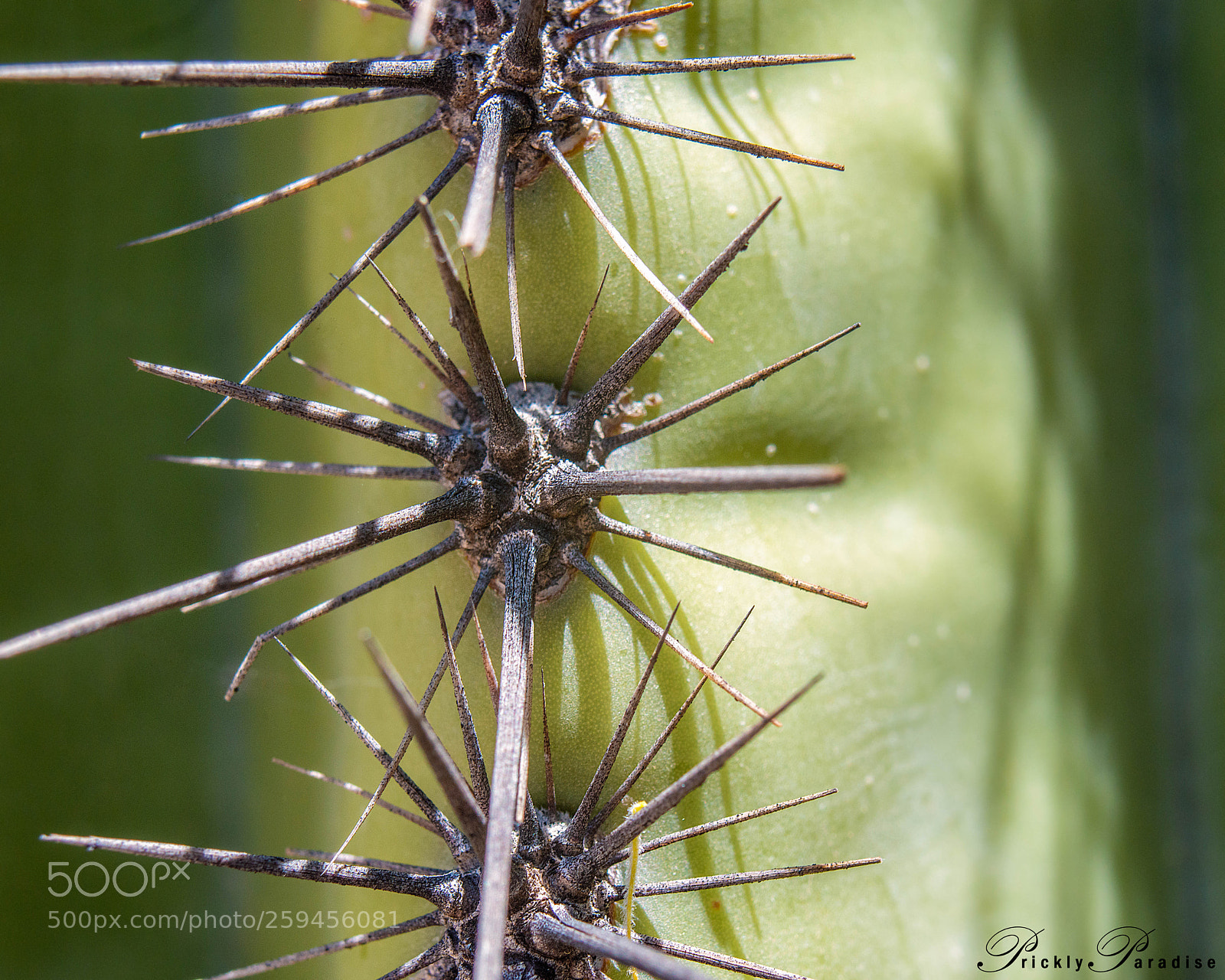 Nikon D800 sample photo. Prickly paradise: saguaro photography