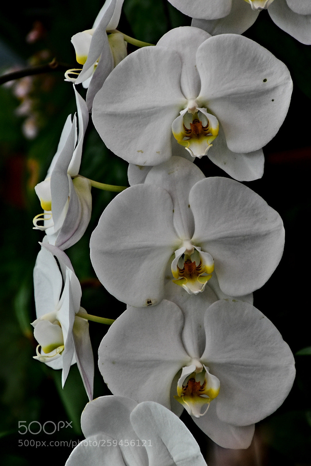 Nikon D5600 sample photo. Untitled photography