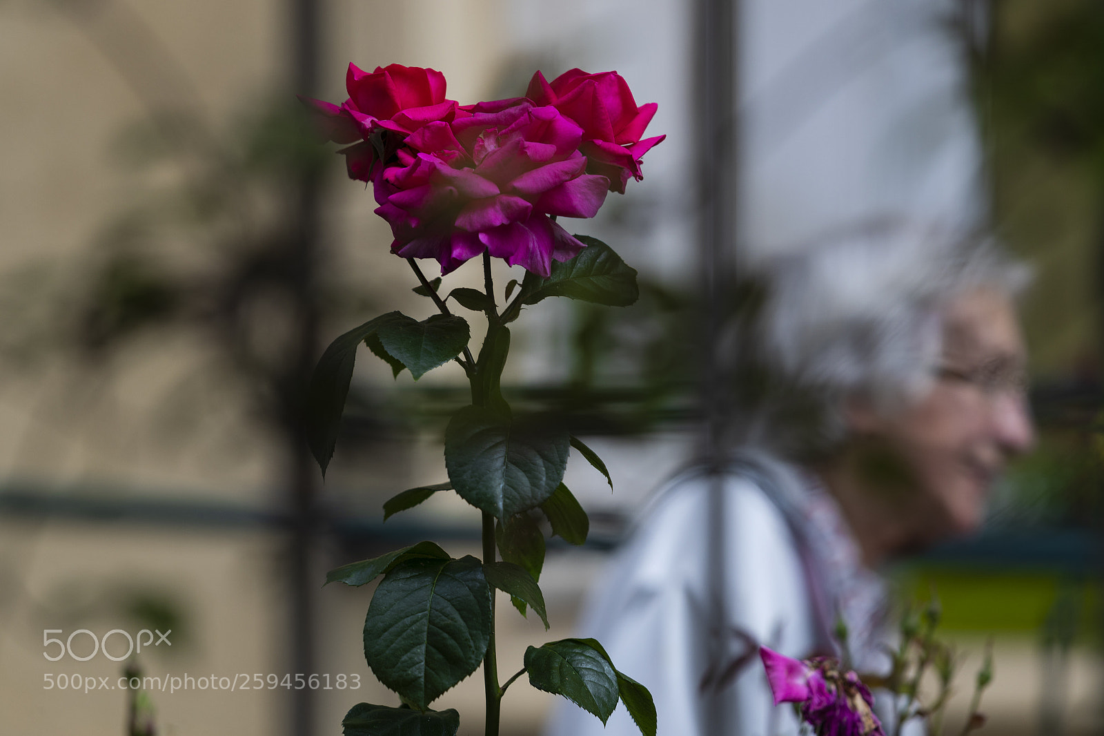 Canon EOS-1D X Mark II sample photo. Blooming photography