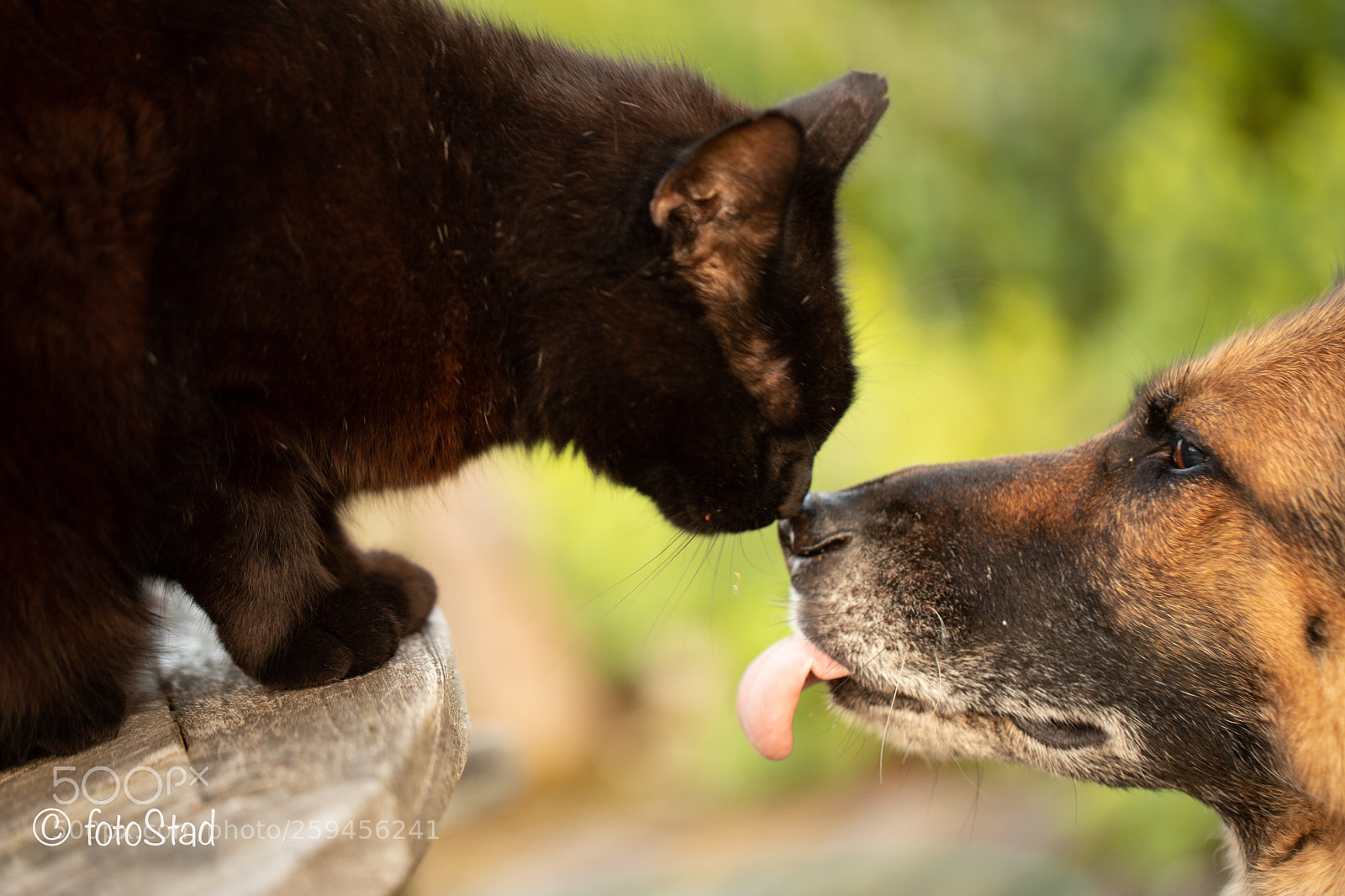 Canon EOS 6D Mark II sample photo. Cat&dog photography