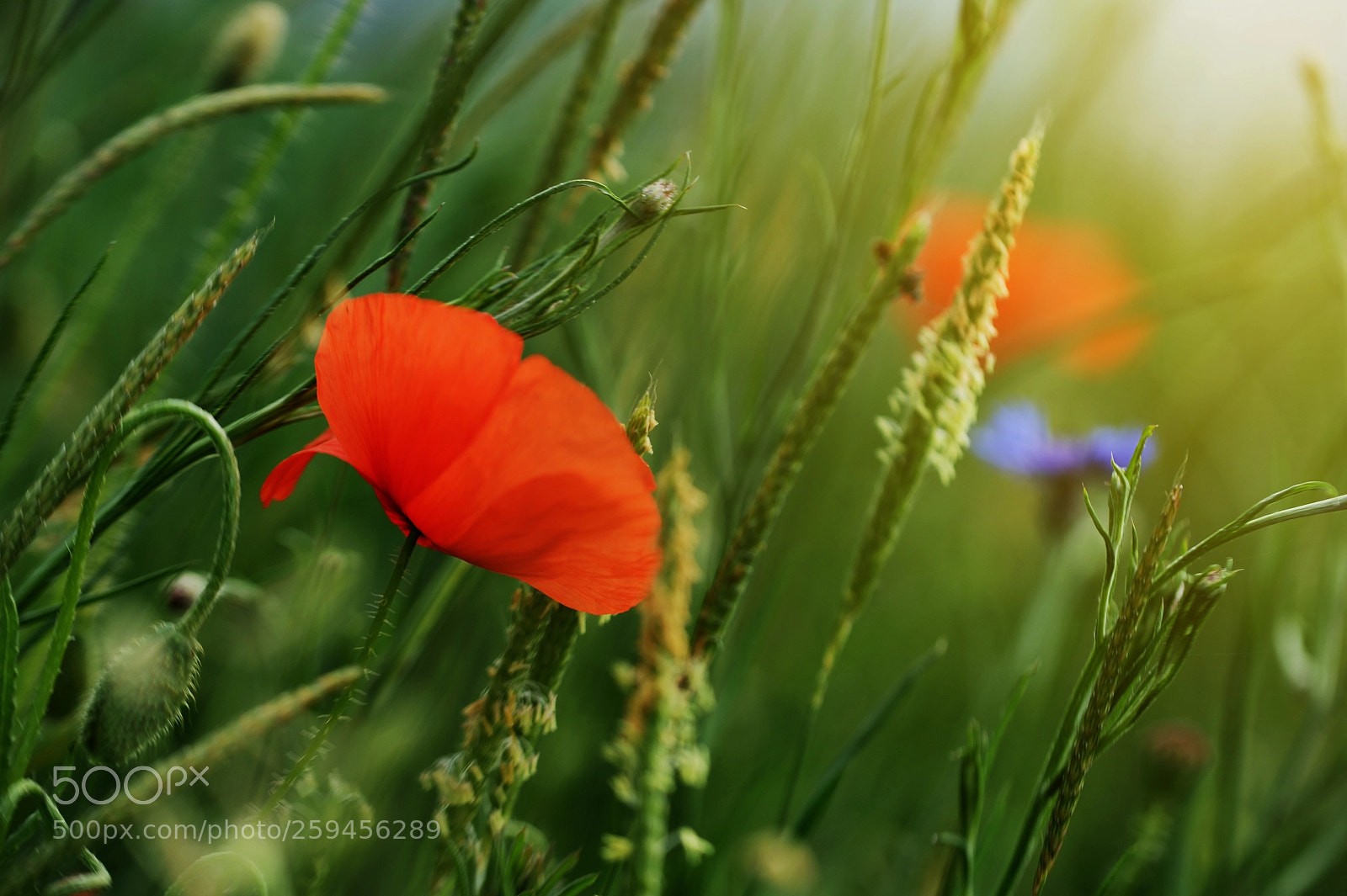 Nikon D700 sample photo. Golden hour photography