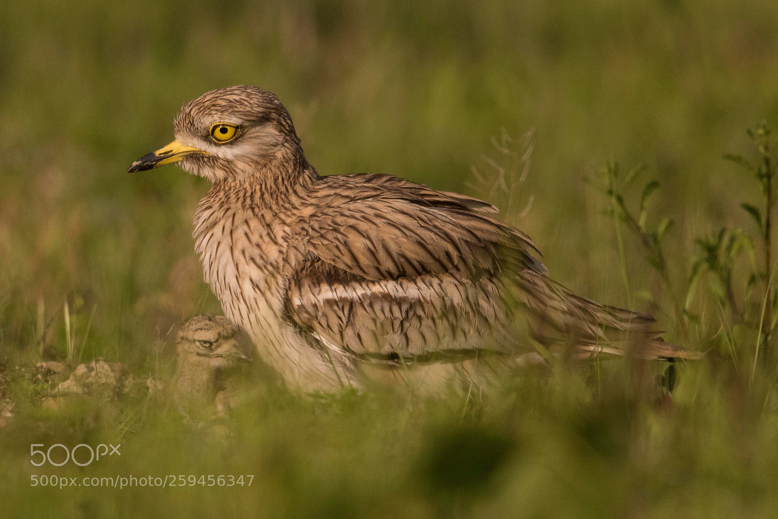 Canon EOS 7D Mark II sample photo. Eurasian stone curlew photography