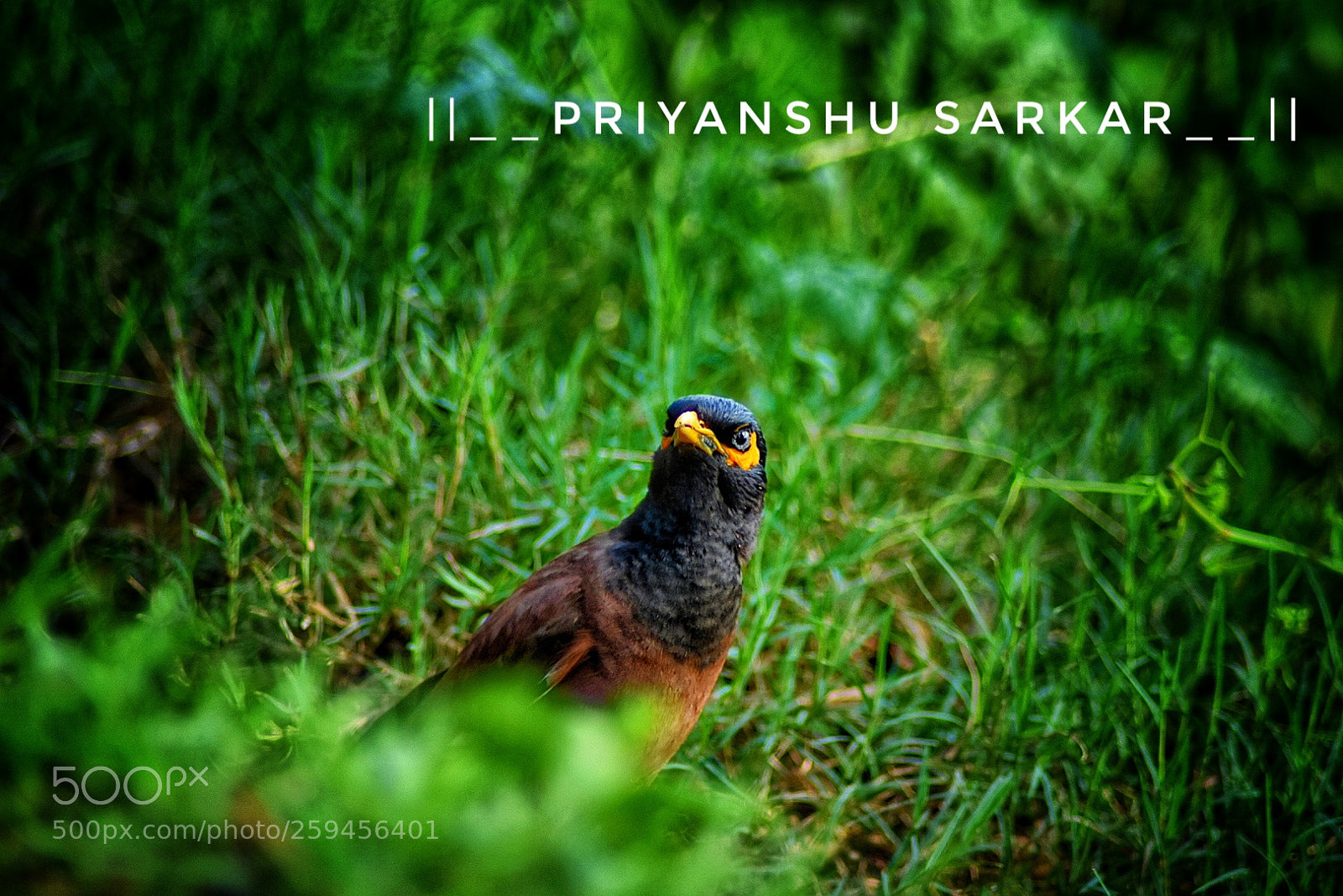 Nikon D3400 sample photo. Think to fly photography