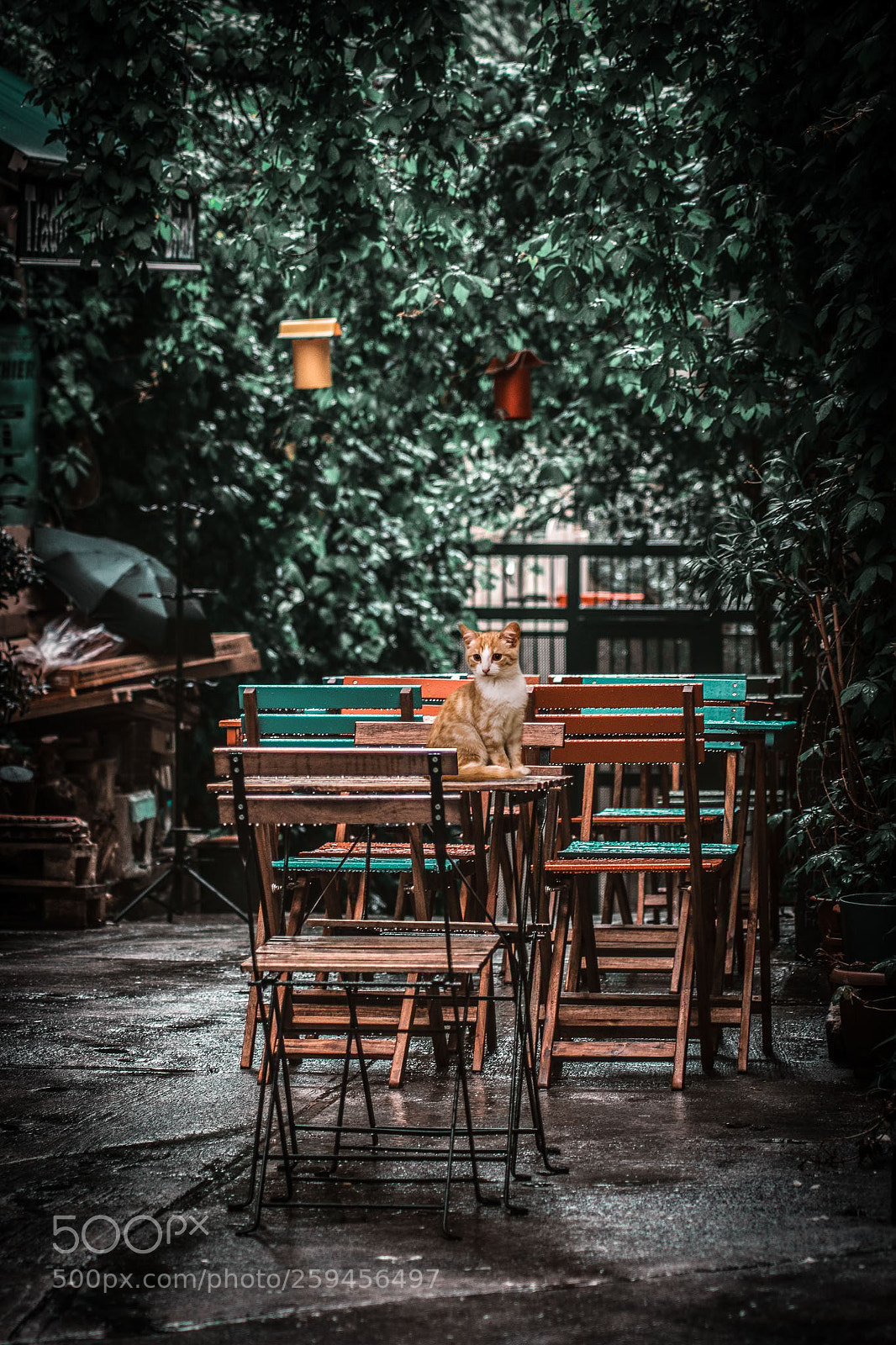 Nikon D5500 sample photo. Rainy photography