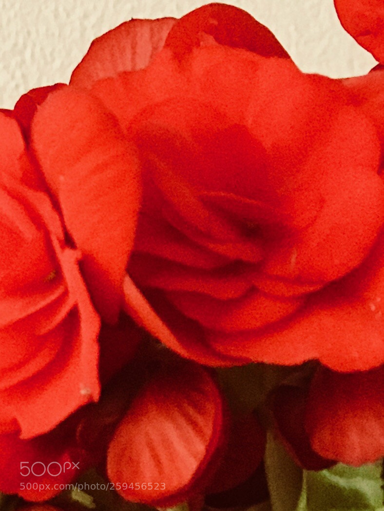 Apple iPhone 7 Plus sample photo. Begonie photography