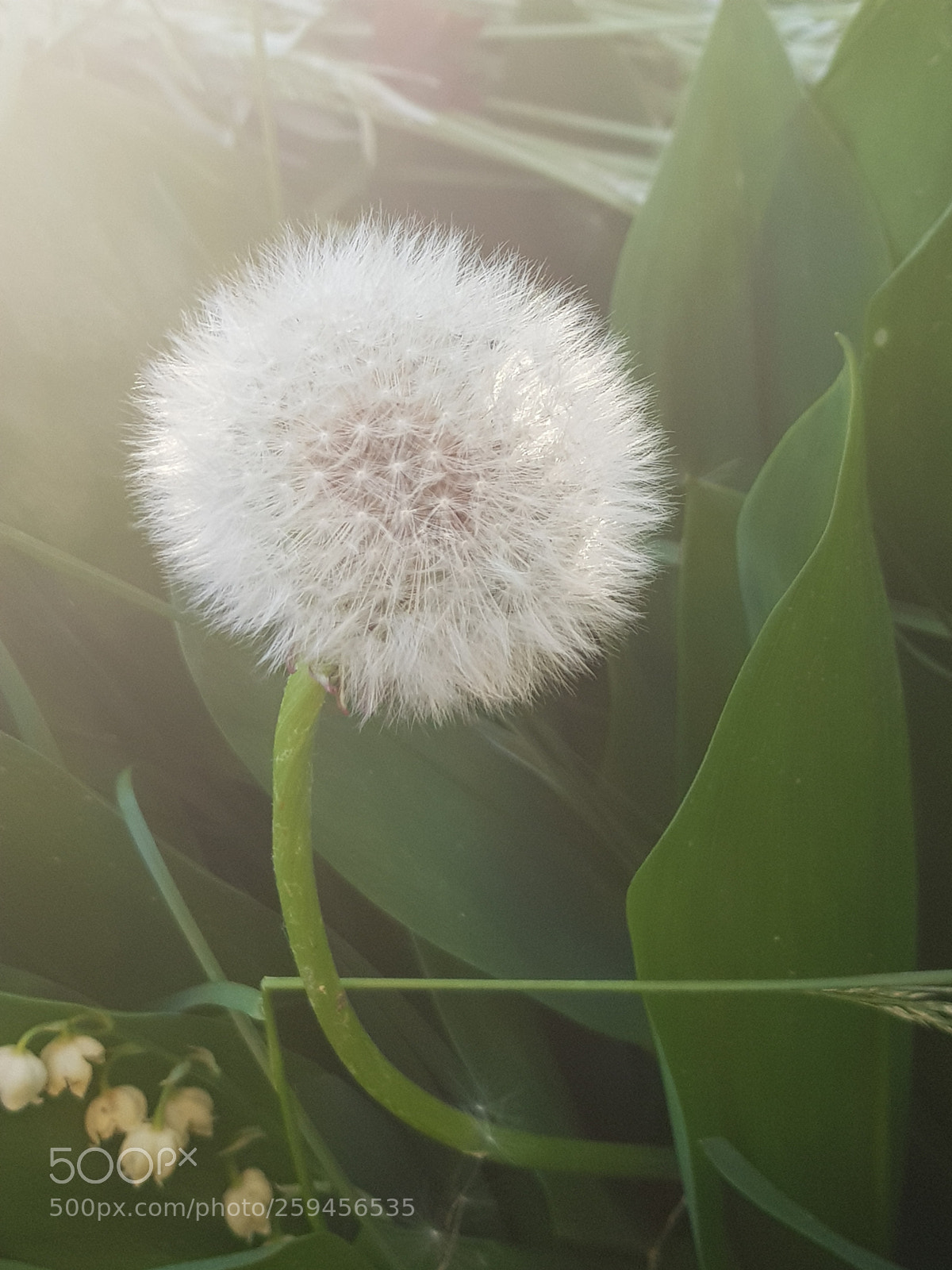 Samsung Galaxy S8+ sample photo. Untitled photography