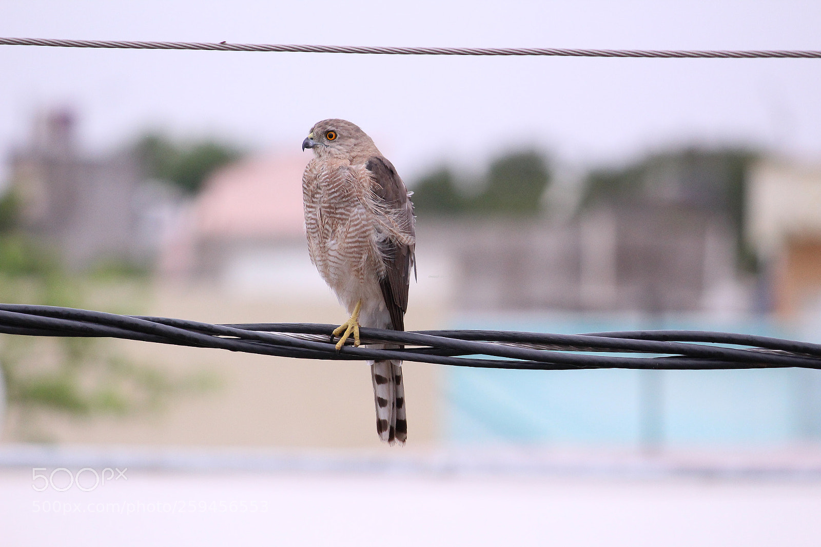 Canon EOS 1200D (EOS Rebel T5 / EOS Kiss X70 / EOS Hi) sample photo. Shikra photography