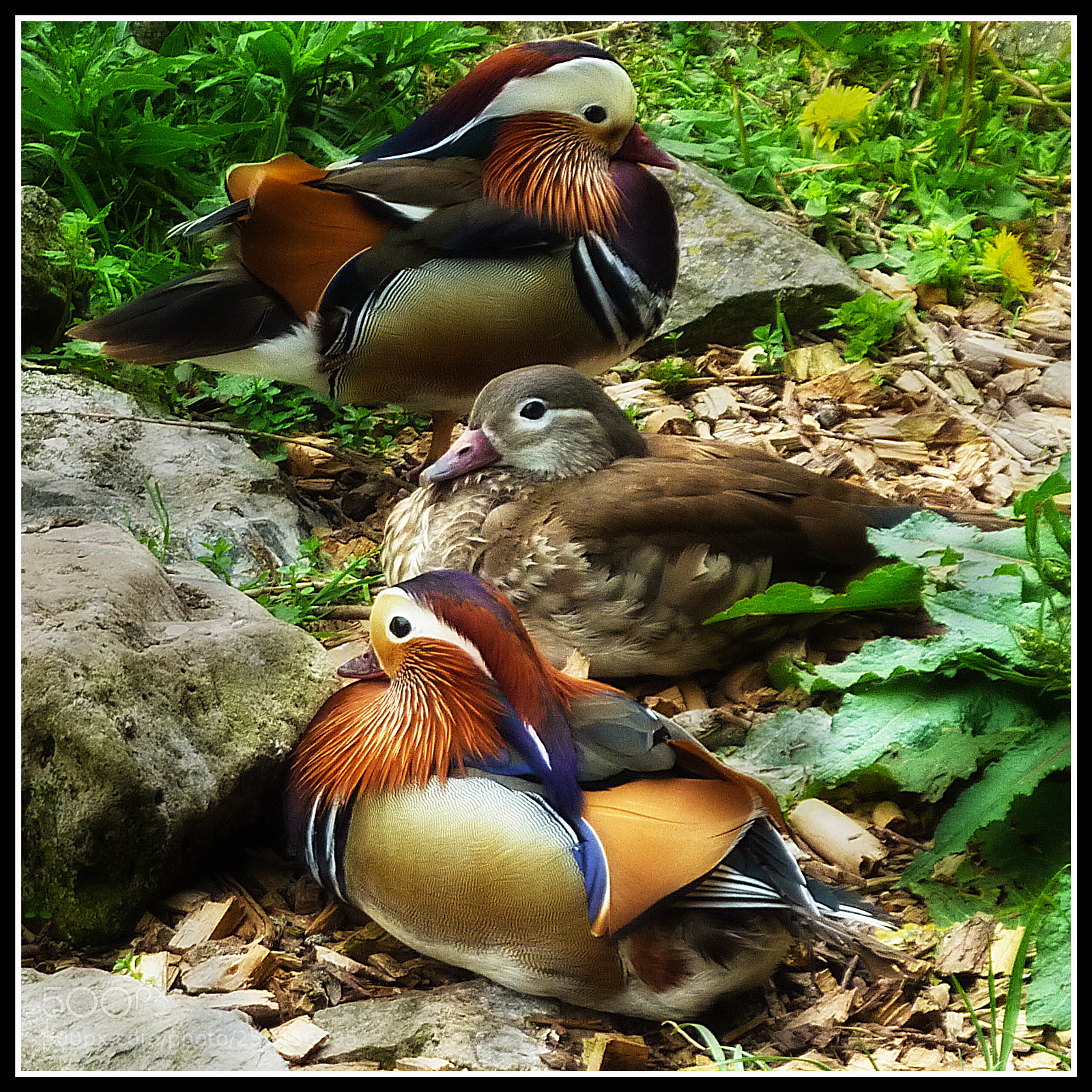 Panasonic DMC-TZ7 sample photo. Totnes rare species photography
