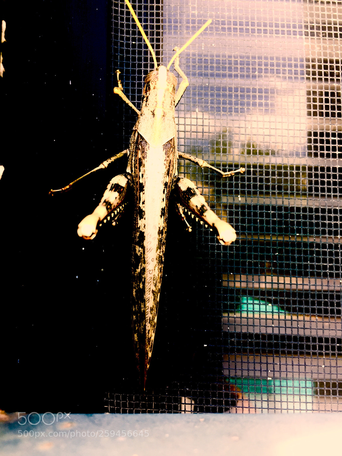 Apple iPhone 6 sample photo. Saltamontes photography