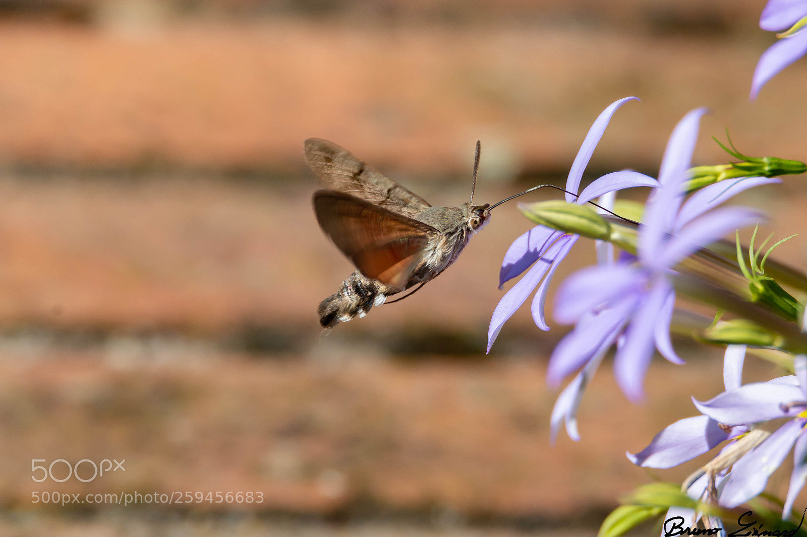 Canon EOS 70D sample photo. Moro-sphinx photography