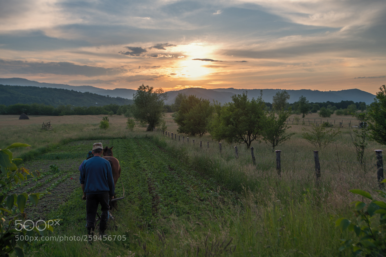 Nikon D850 sample photo. Agriculture photography