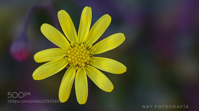 Nikon D7200 sample photo. Yellow photography