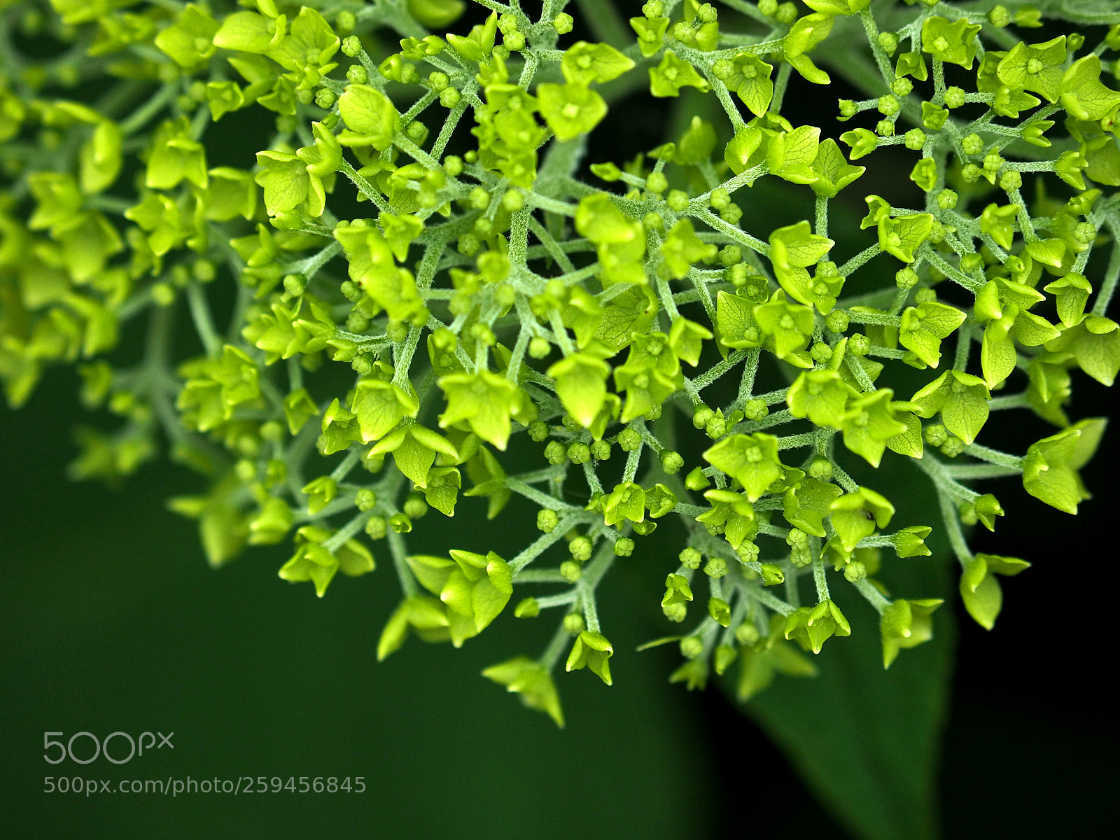 Olympus OM-D E-M1 sample photo. Green hydrangea photography