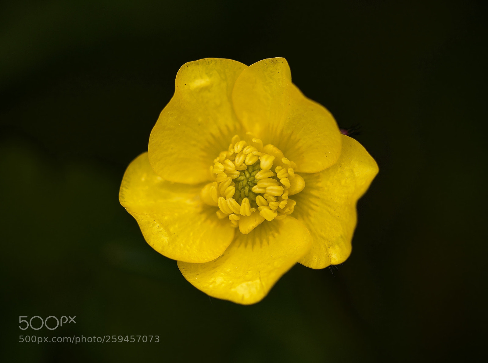 Canon EOS 7D Mark II sample photo. Petals photography