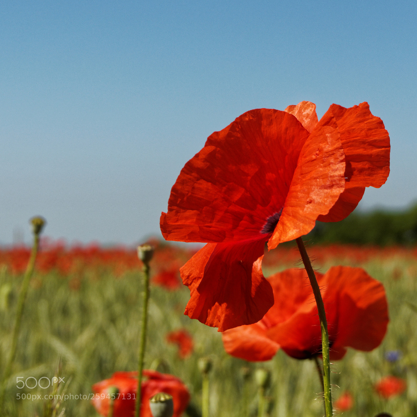 Olympus OM-D E-M10 sample photo. Poppy photography
