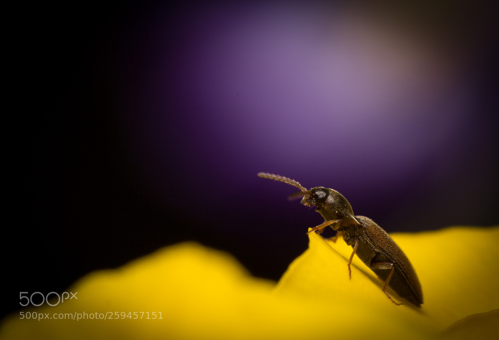 Canon EOS 60D sample photo. Beetle on yellow photography