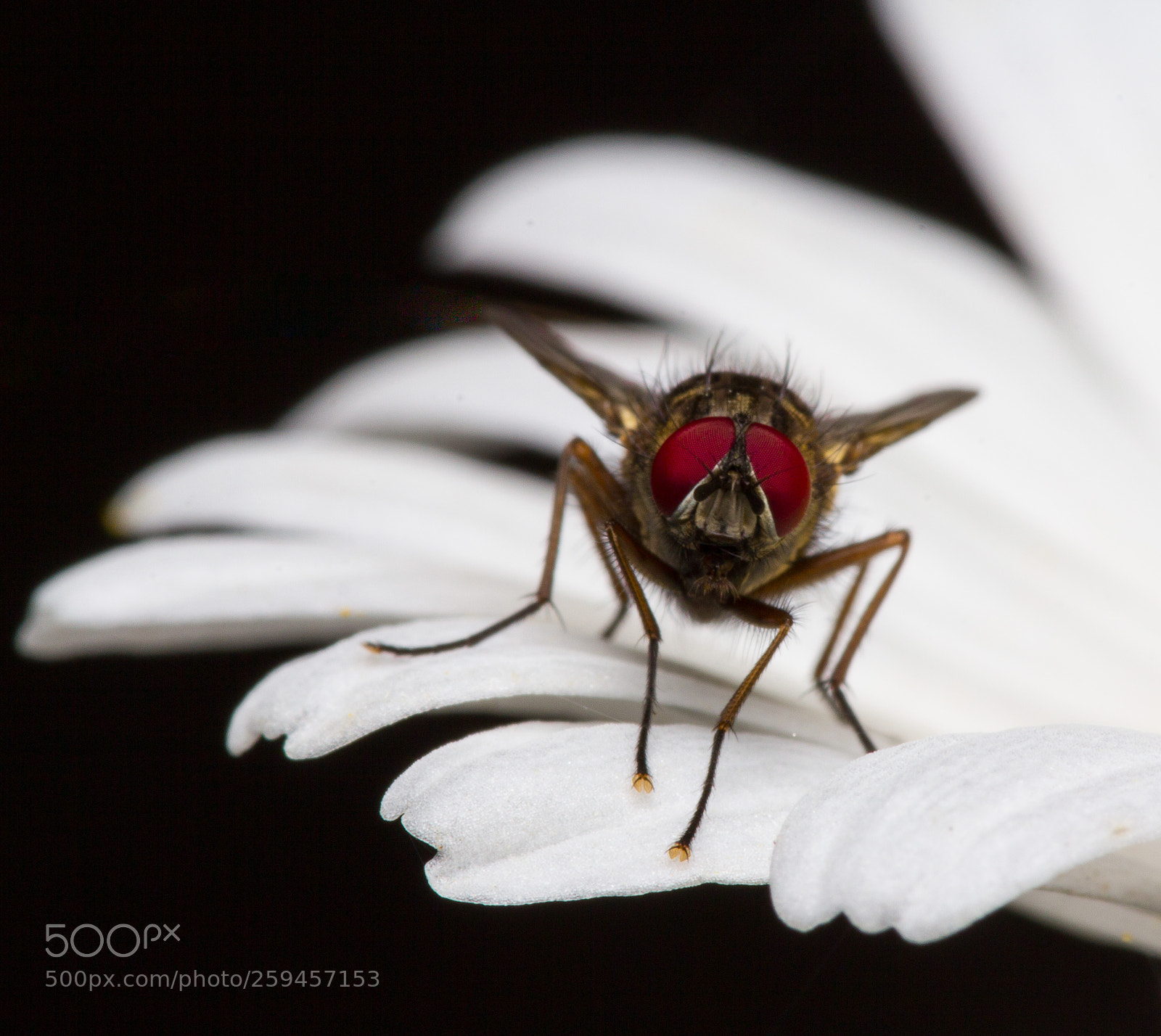 Canon EOS 60D sample photo. Fly on daisy petals photography
