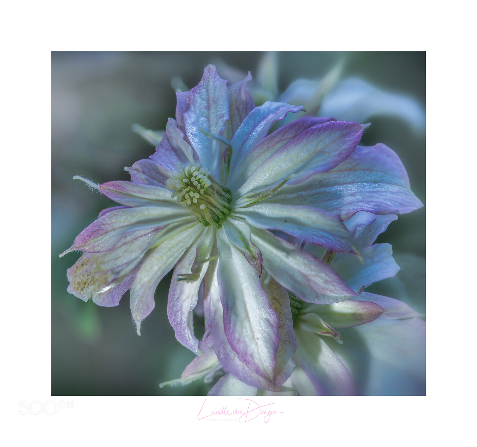 Nikon D610 sample photo. Clematis marjorie photography