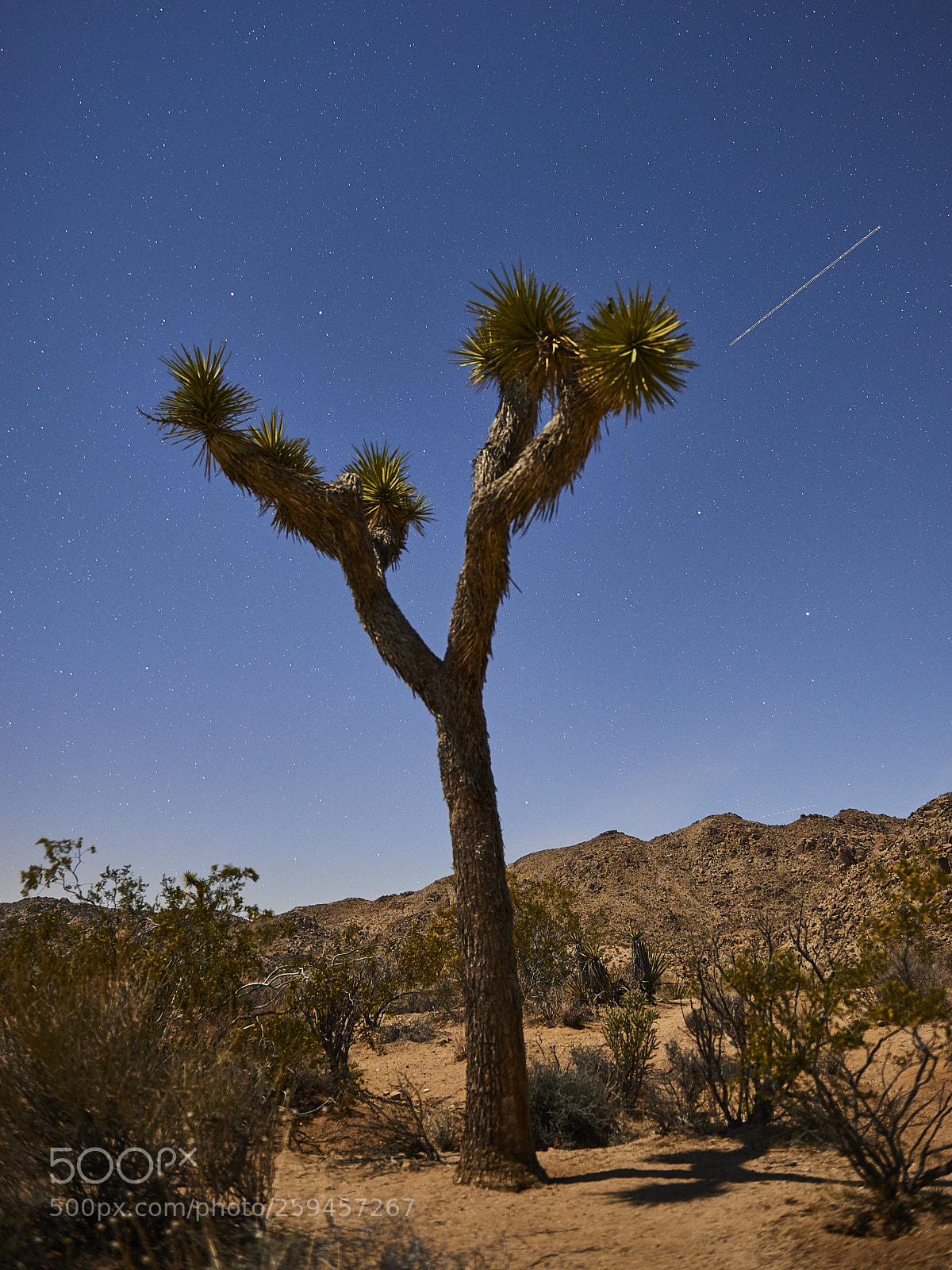 Nikon D800 sample photo. Joshua tree photography