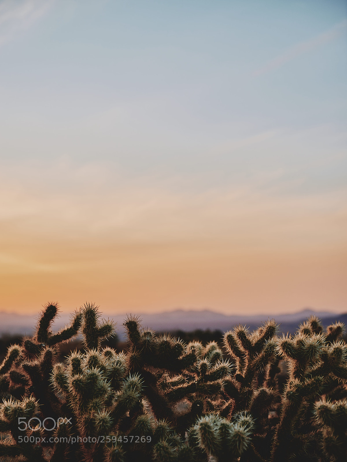 Nikon D800 sample photo. Chollas cactus photography