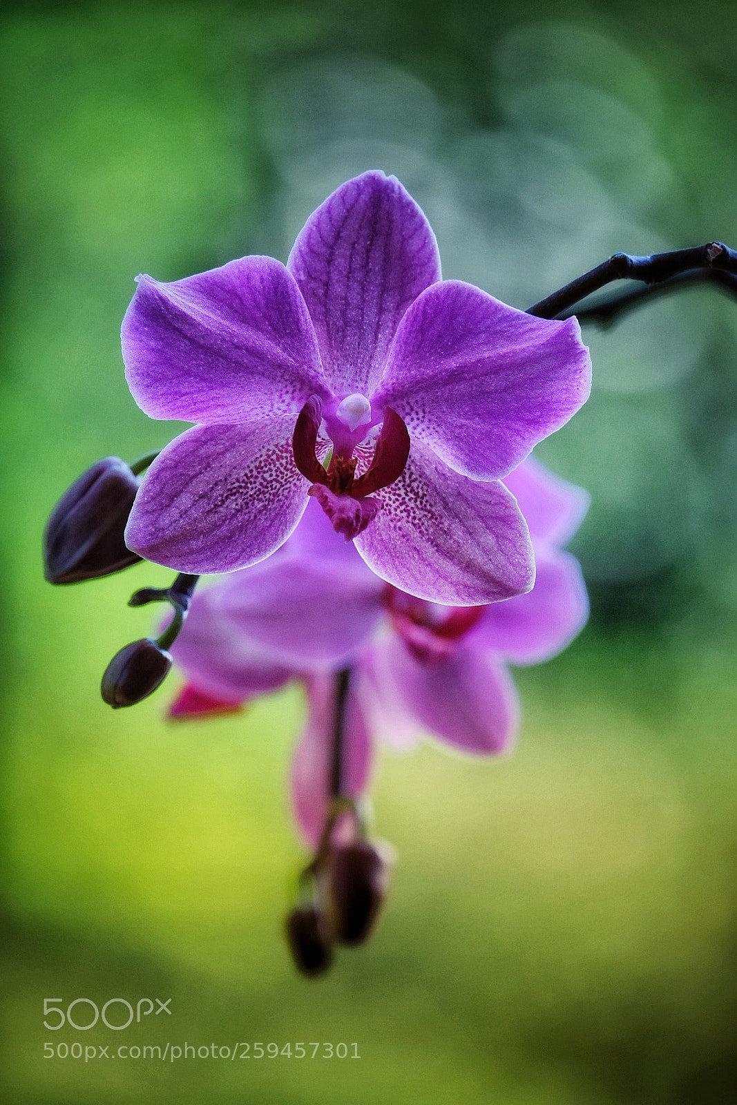 Fujifilm X-E3 sample photo. Pink orchids photography