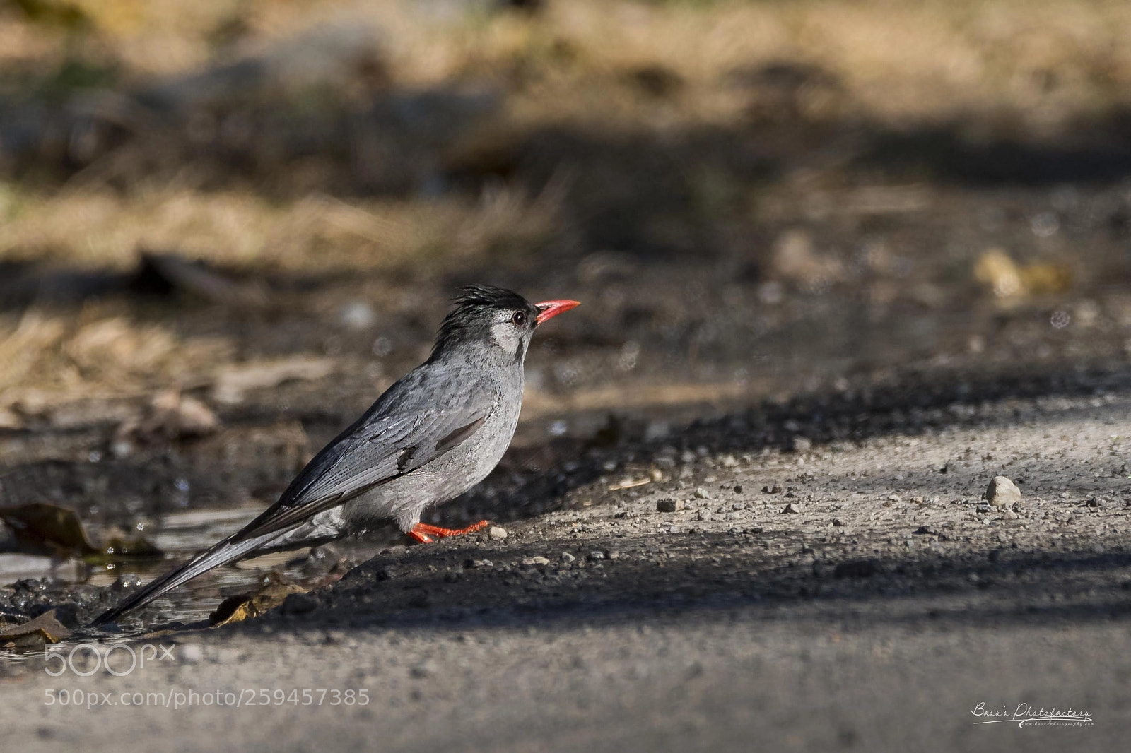 Nikon D810 sample photo. Black bulbul photography