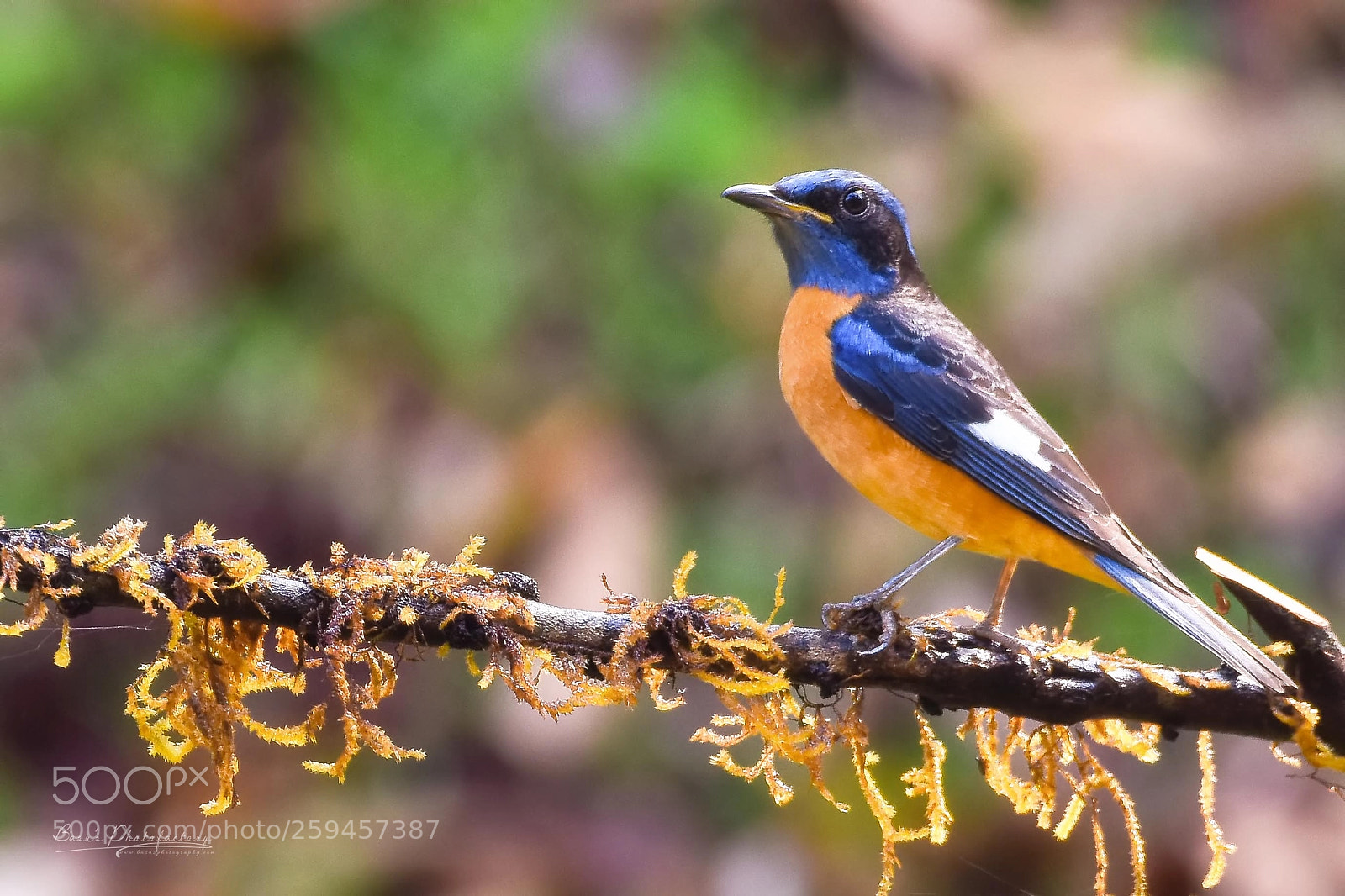 Nikon D810 sample photo. Blue capped rock thrush photography