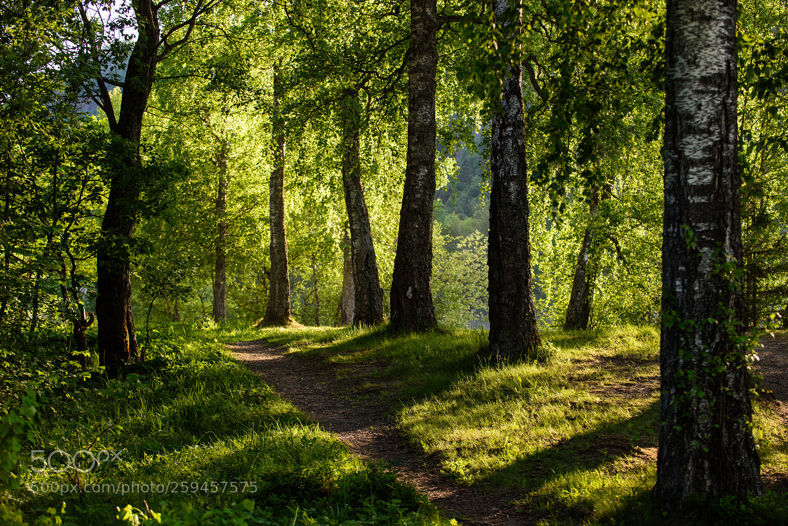 Nikon D810 sample photo. Glade of trees photography