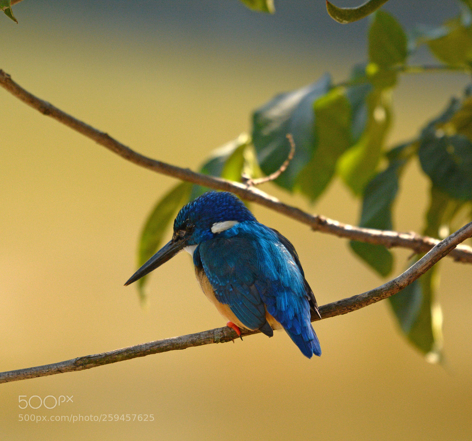 Nikon D7100 sample photo. Half collared kingfisher photography