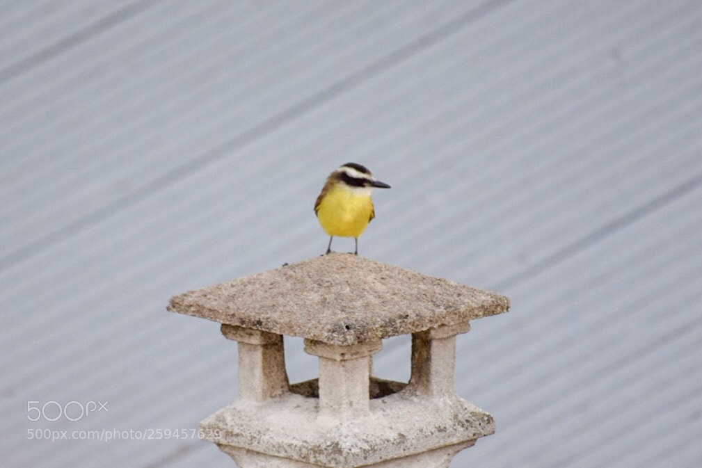 Nikon D5300 sample photo. Pitangus sulphuratus.  photography