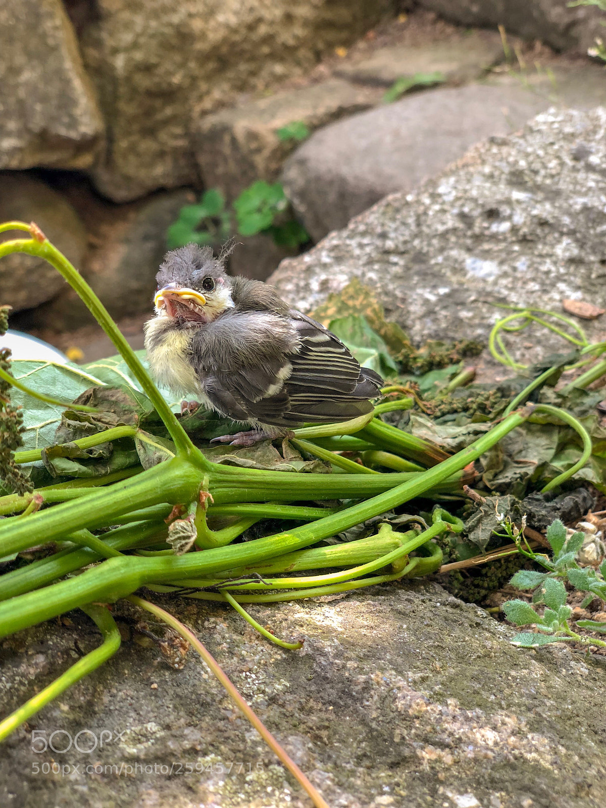 Apple iPhone X sample photo. Birdy photography