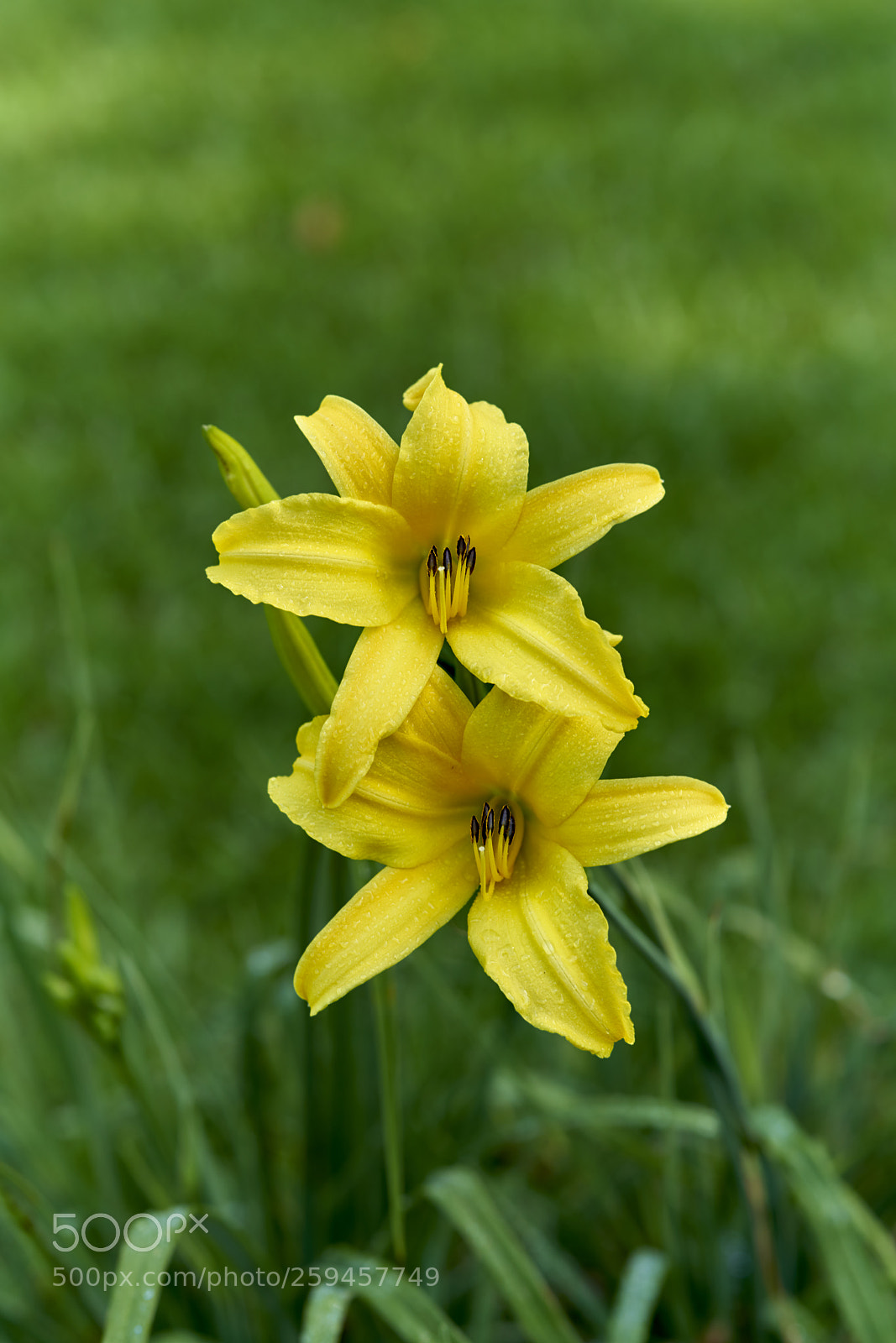 Sony a7R II sample photo. Yellow lily photography