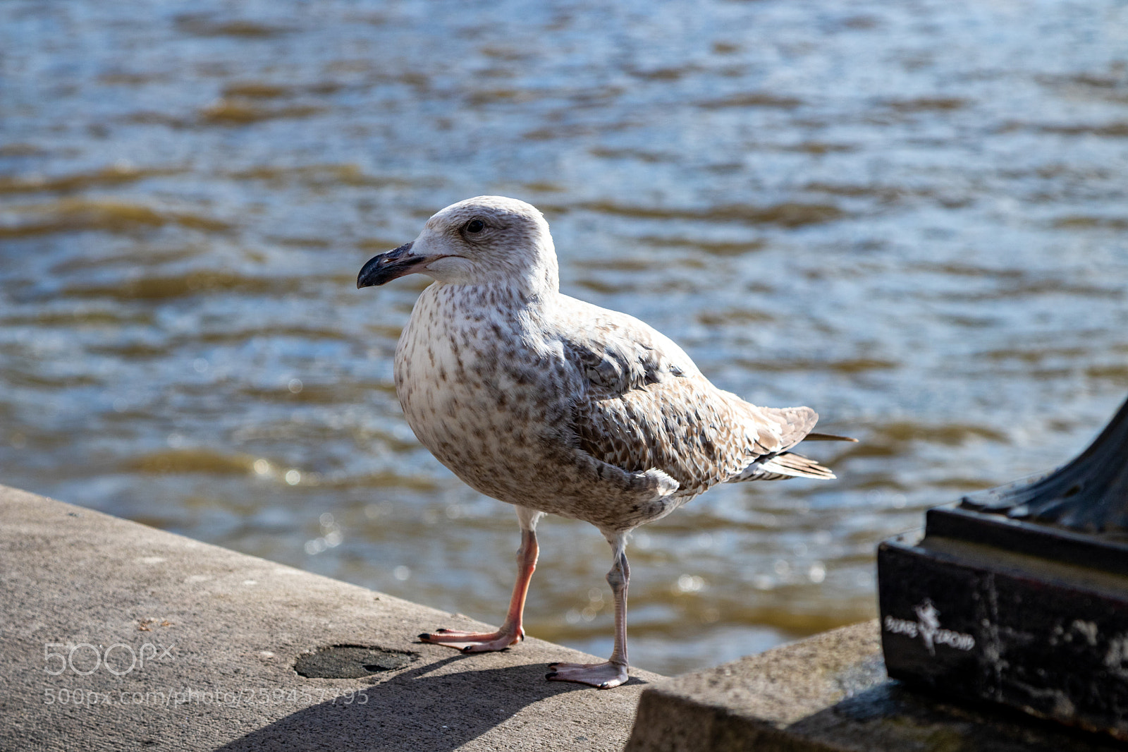 Canon EOS 80D sample photo. Mg photography