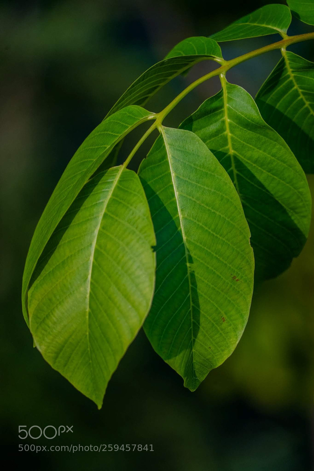 Sony a7 II sample photo. Einfach ein blatt photography