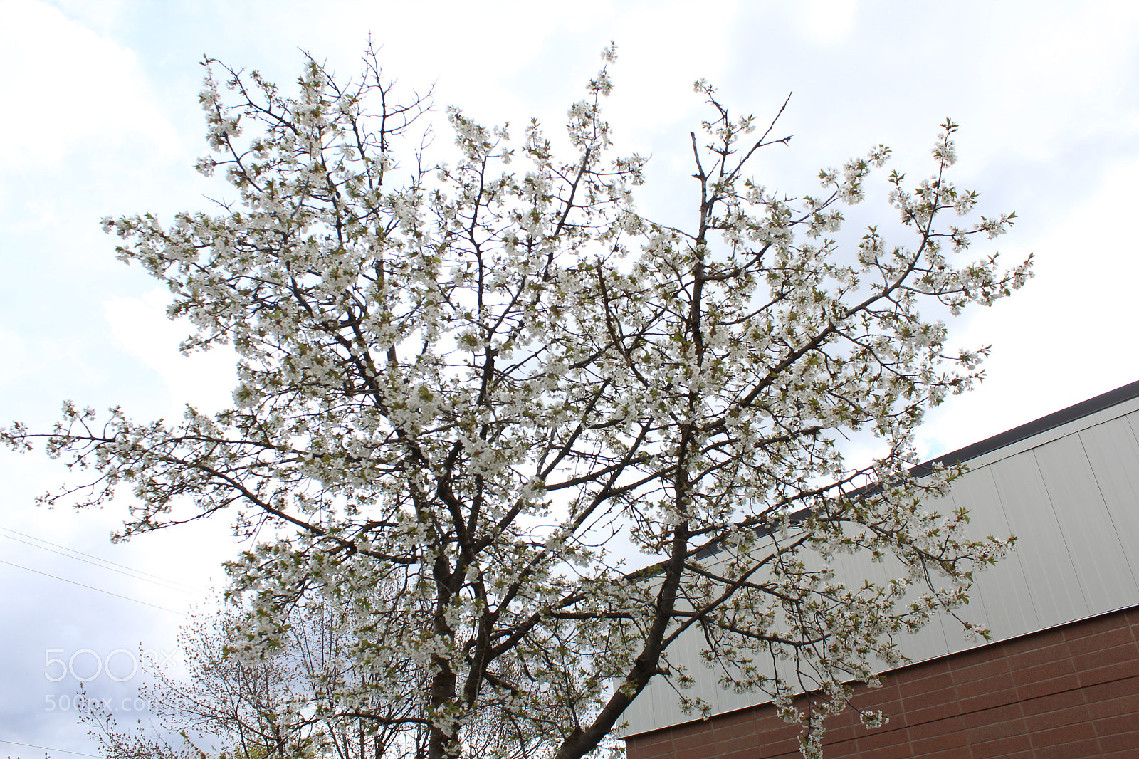Canon EOS 1200D (EOS Rebel T5 / EOS Kiss X70 / EOS Hi) sample photo. Tree photography