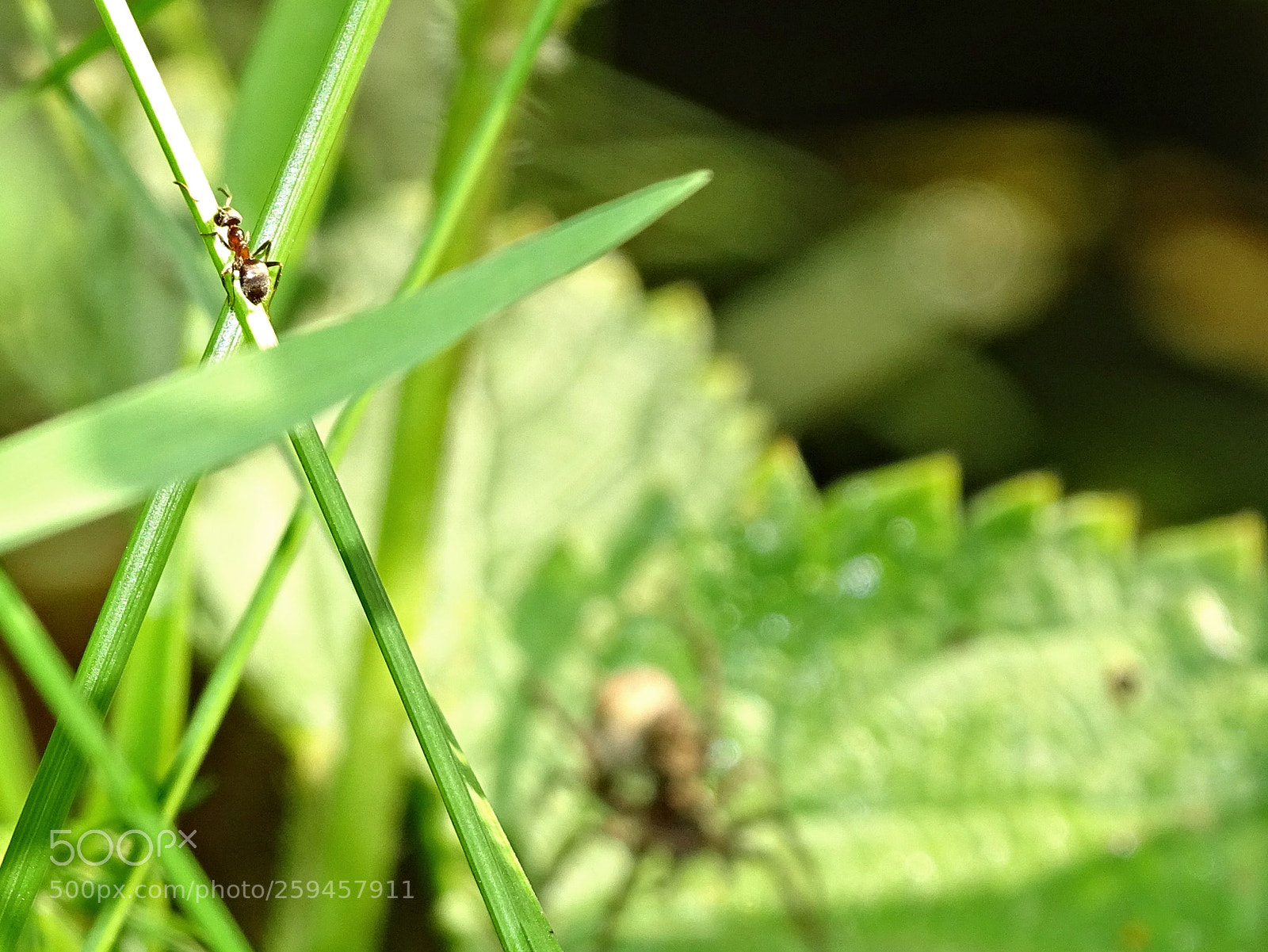 Sony Cyber-shot DSC-HX400V sample photo. Crouching tiger - hidden photography