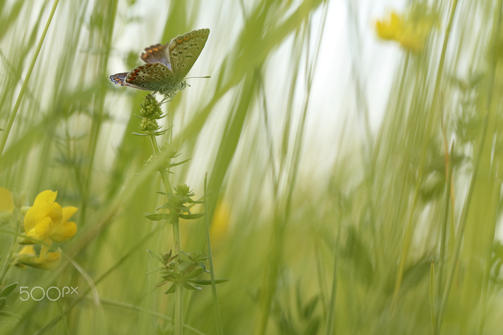 Canon EF 100mm F2.8L Macro IS USM sample photo. Im gras photography