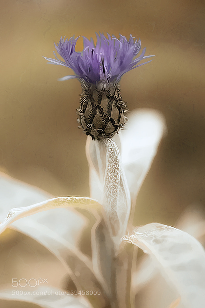 Nikon D800 sample photo. Flower photography