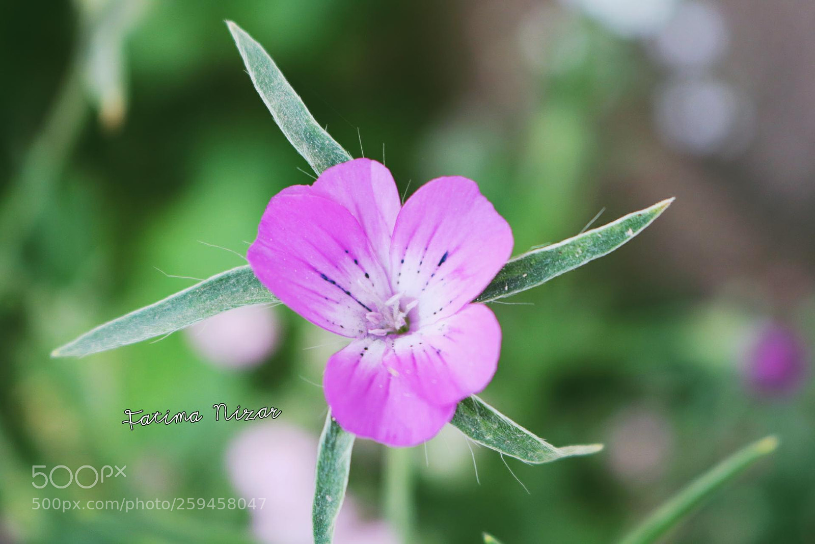 Canon EOS 750D (EOS Rebel T6i / EOS Kiss X8i) sample photo. Untitled photography
