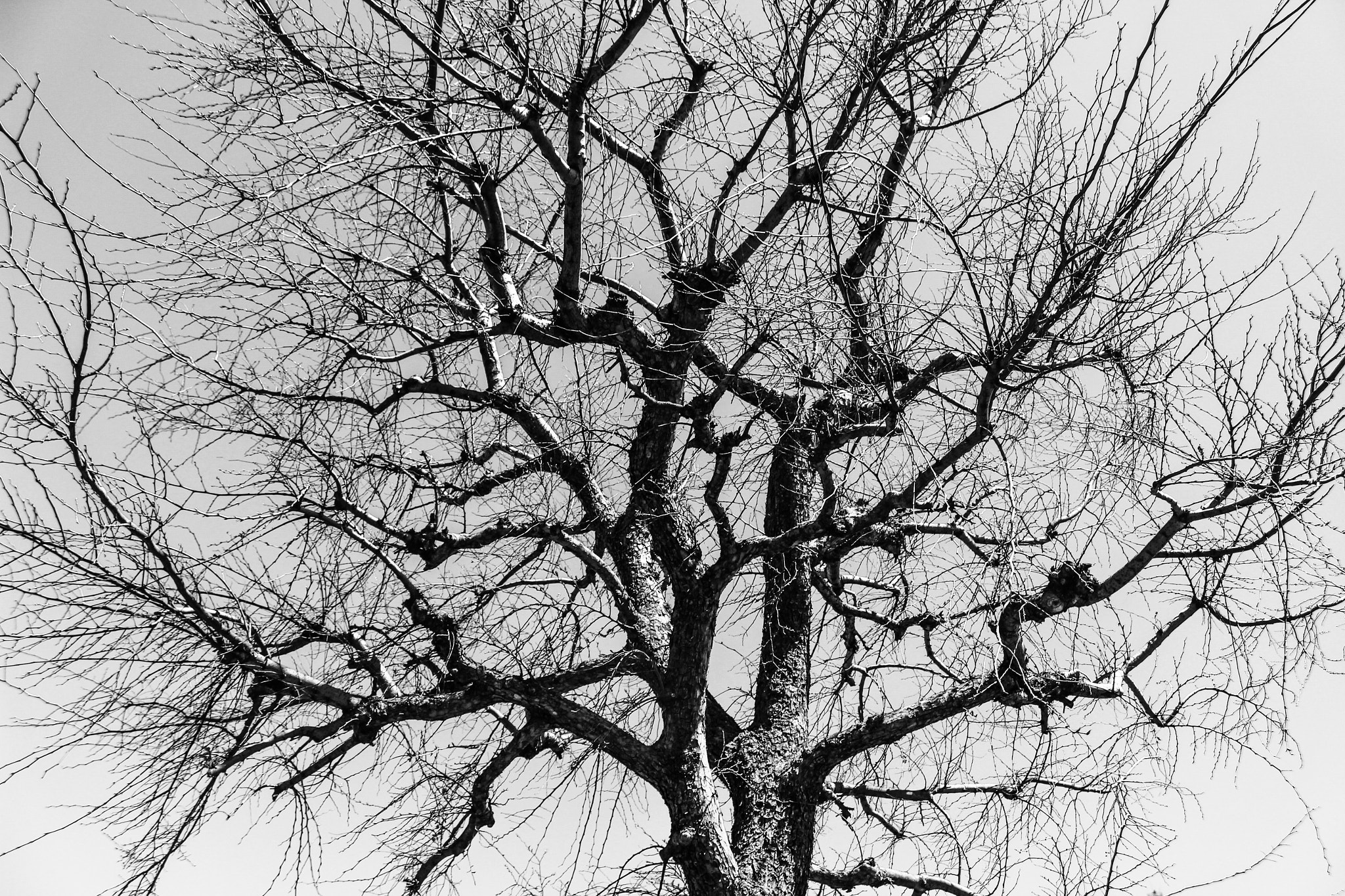 Canon EOS 100D (EOS Rebel SL1 / EOS Kiss X7) sample photo. Branch of life photography