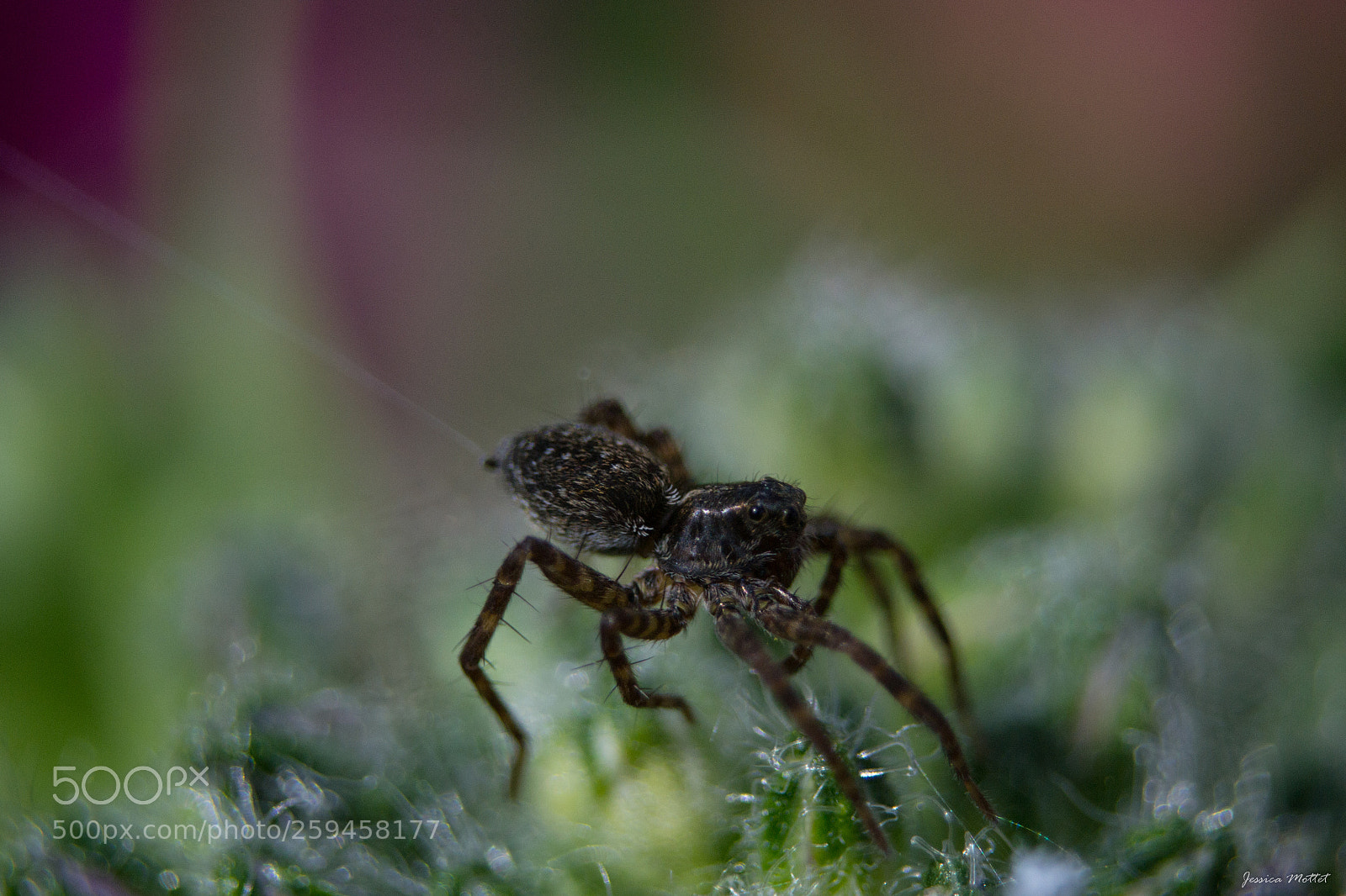 Nikon D3100 sample photo. Spider photography